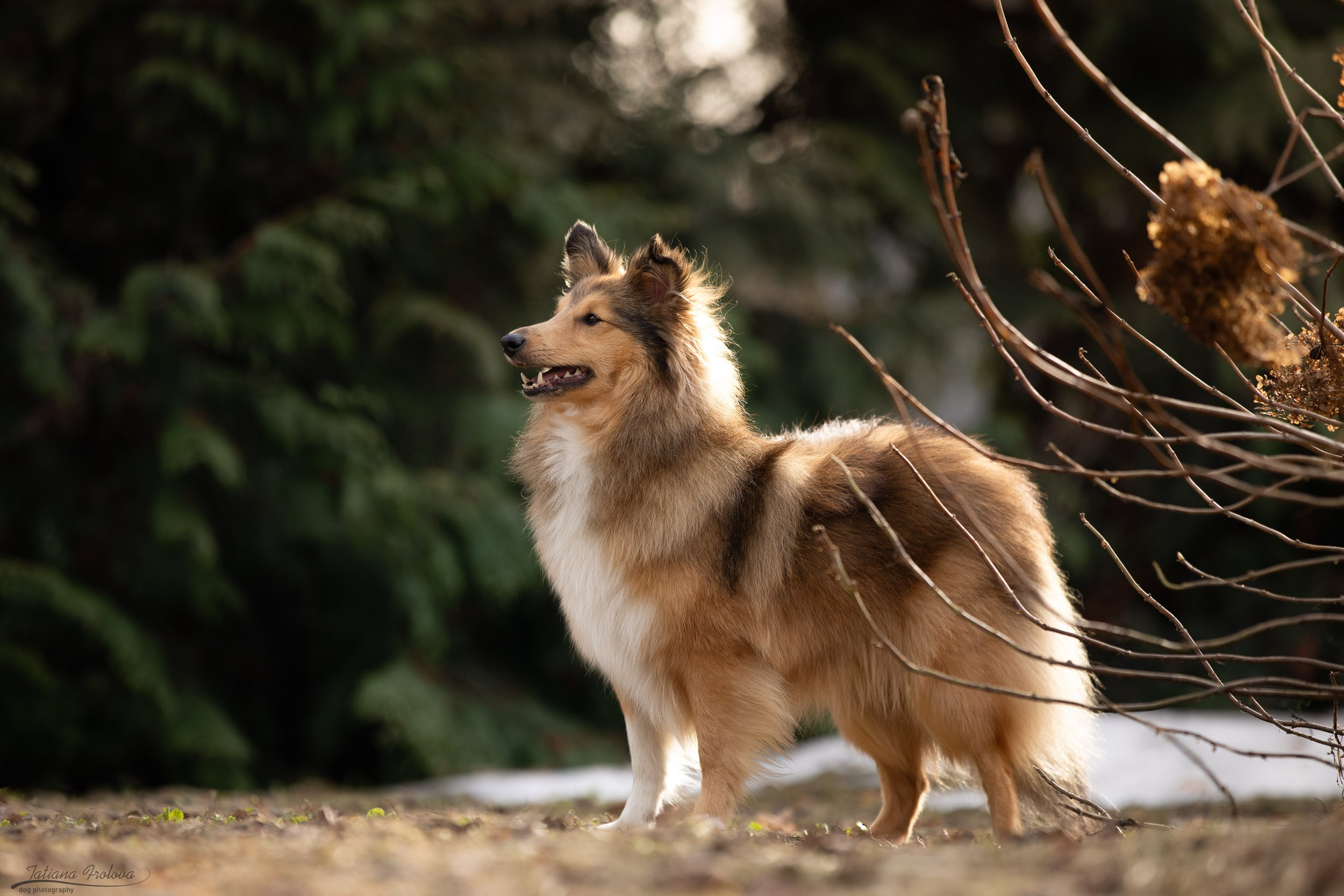 Фотопрогулка для шелти и её хозяйки в Ботаническом саду. Фотограф-анималист в Москве и Московской области Татьяна Фролова