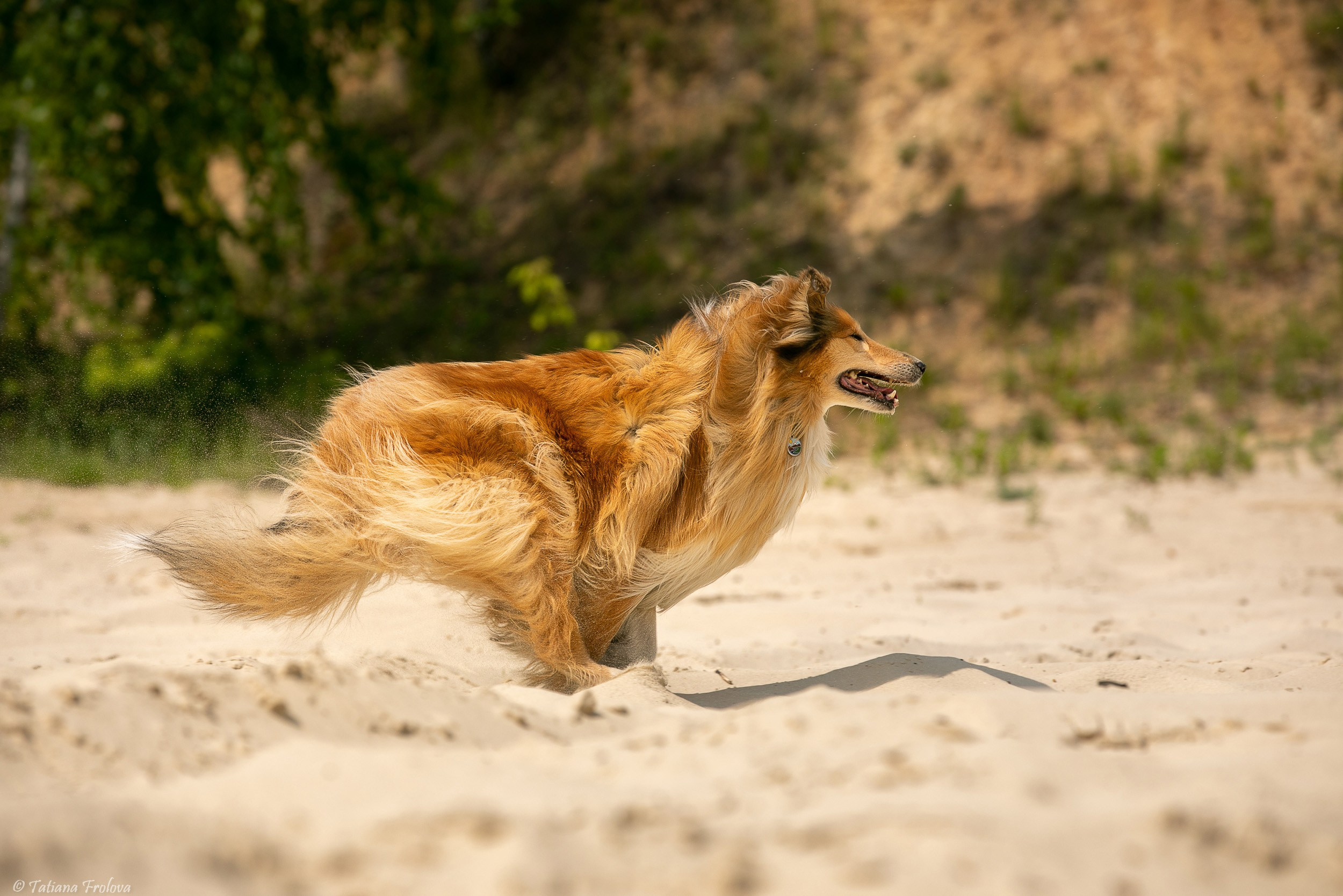 Анималистическая фотосъемка на озере в Лыткарино Московской области. Фотограф-анималист в Москве и Московской области Татьяна Фролова