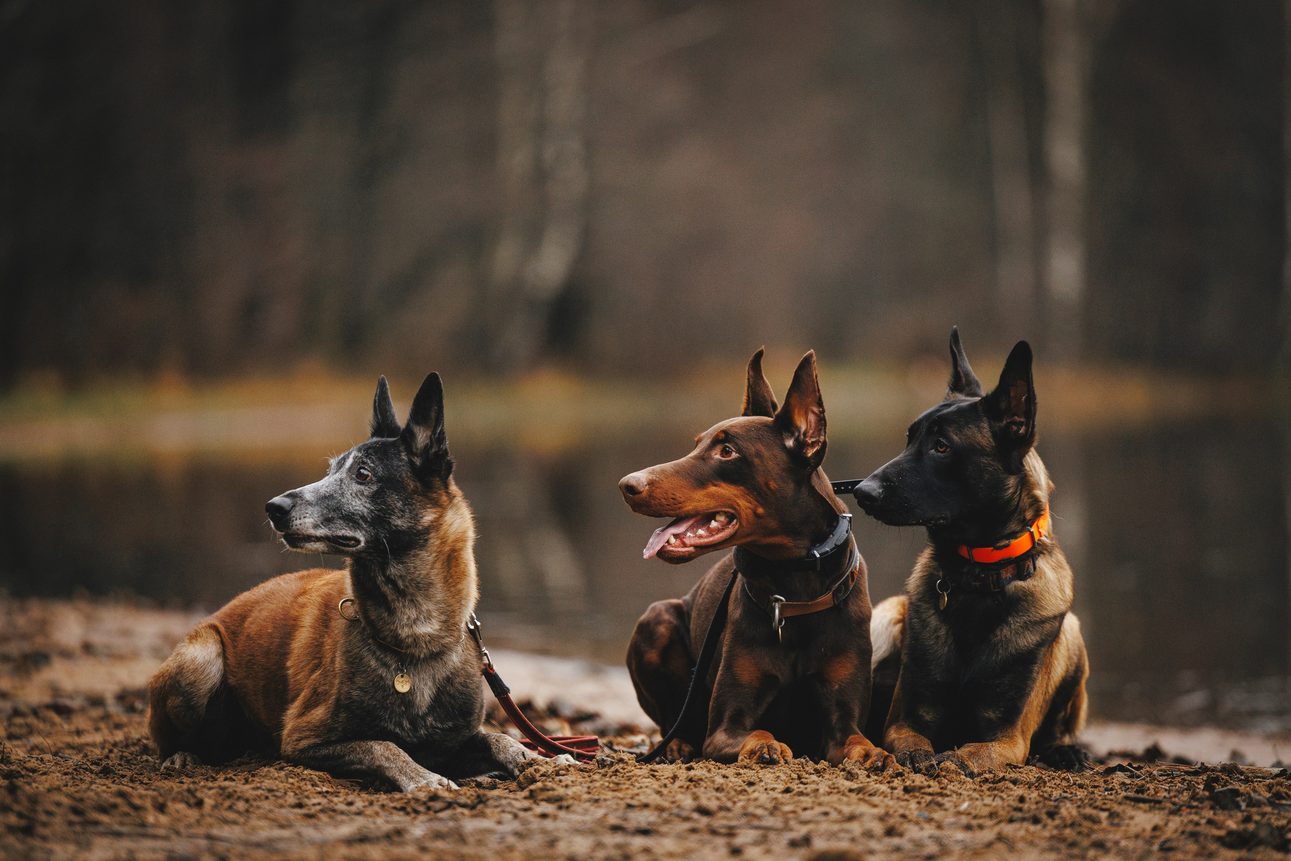 Омен, Айс и Рицу. Фотограф-анималист Анна Маринич