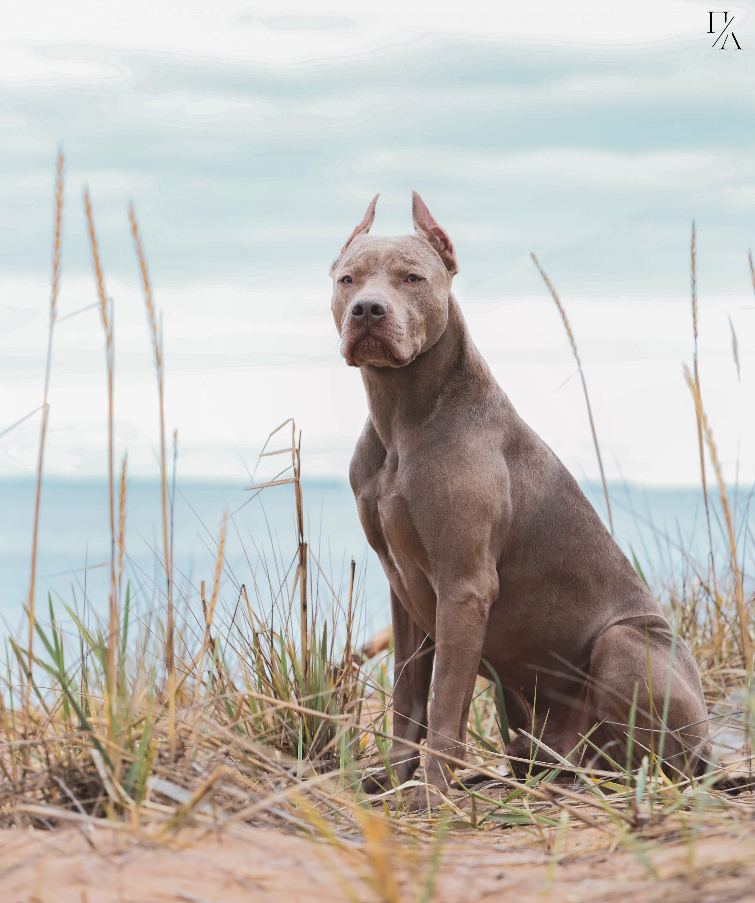 Прогулочные фотосъёмки Финский залив. Фотограф-анималист Павлова Любовь