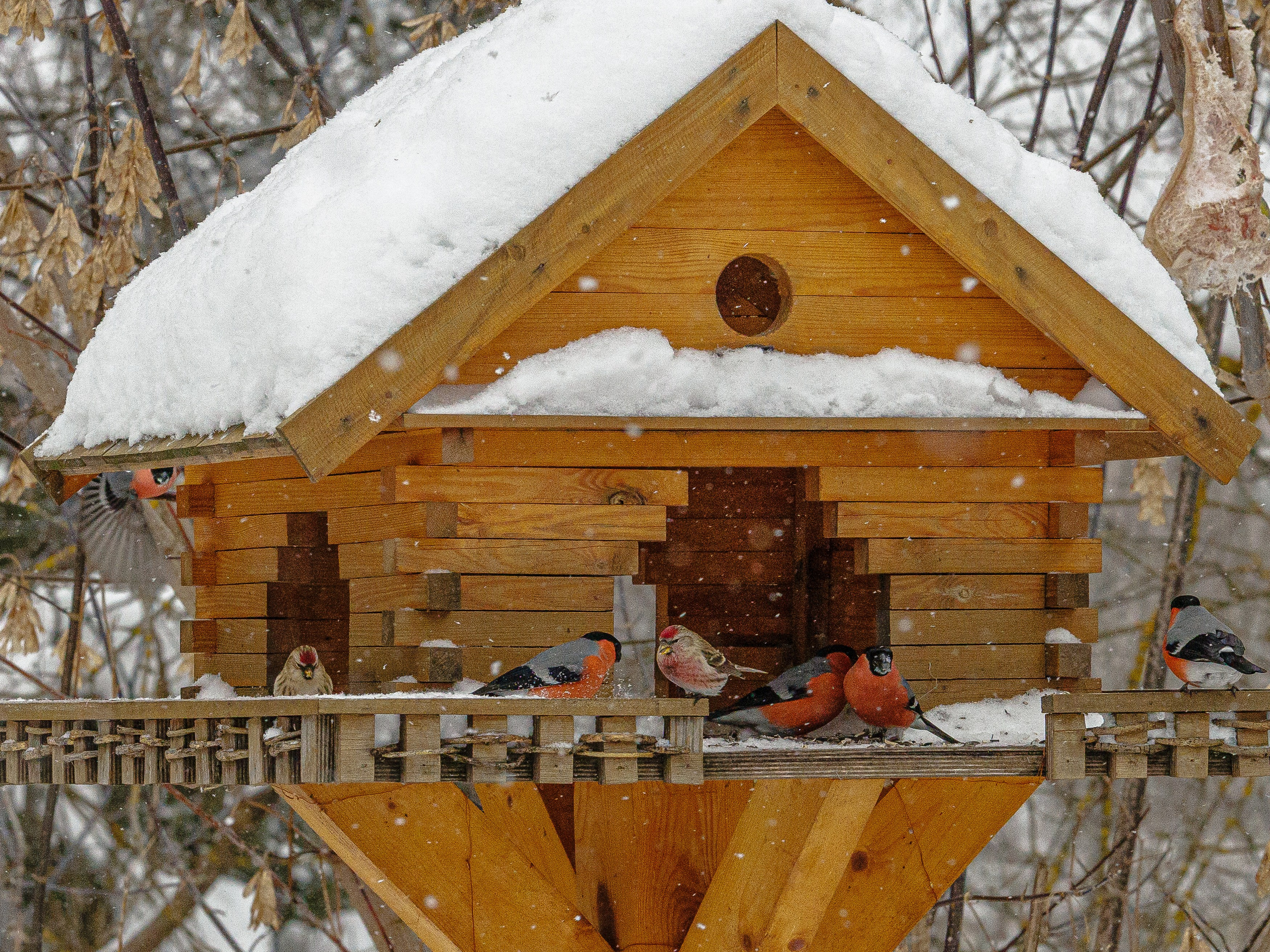 Птицы. Владимир Петухов — фотограф в г. Кинешма. Оператор FPV