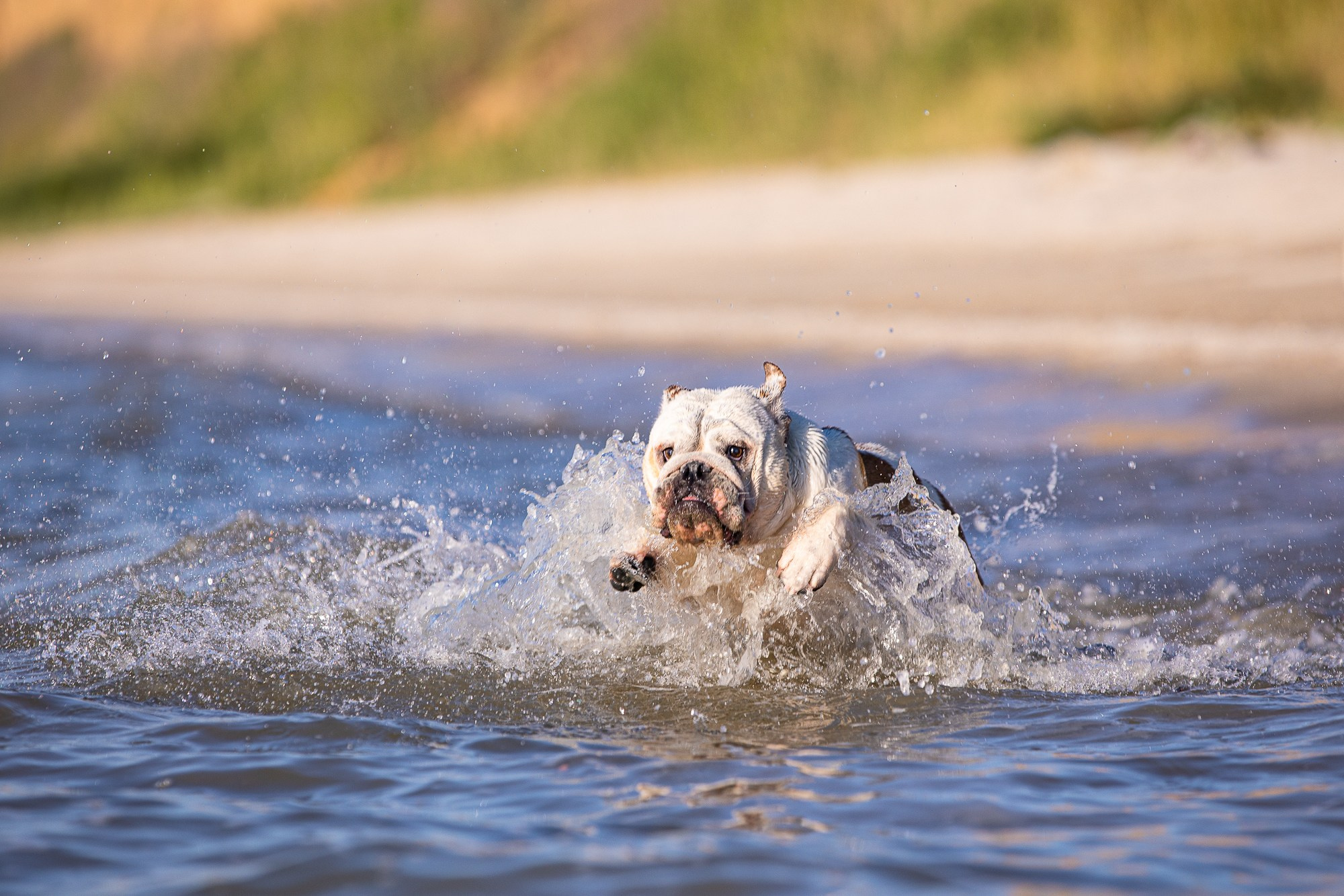 В движении. Yana Karamysheva Animal Photo