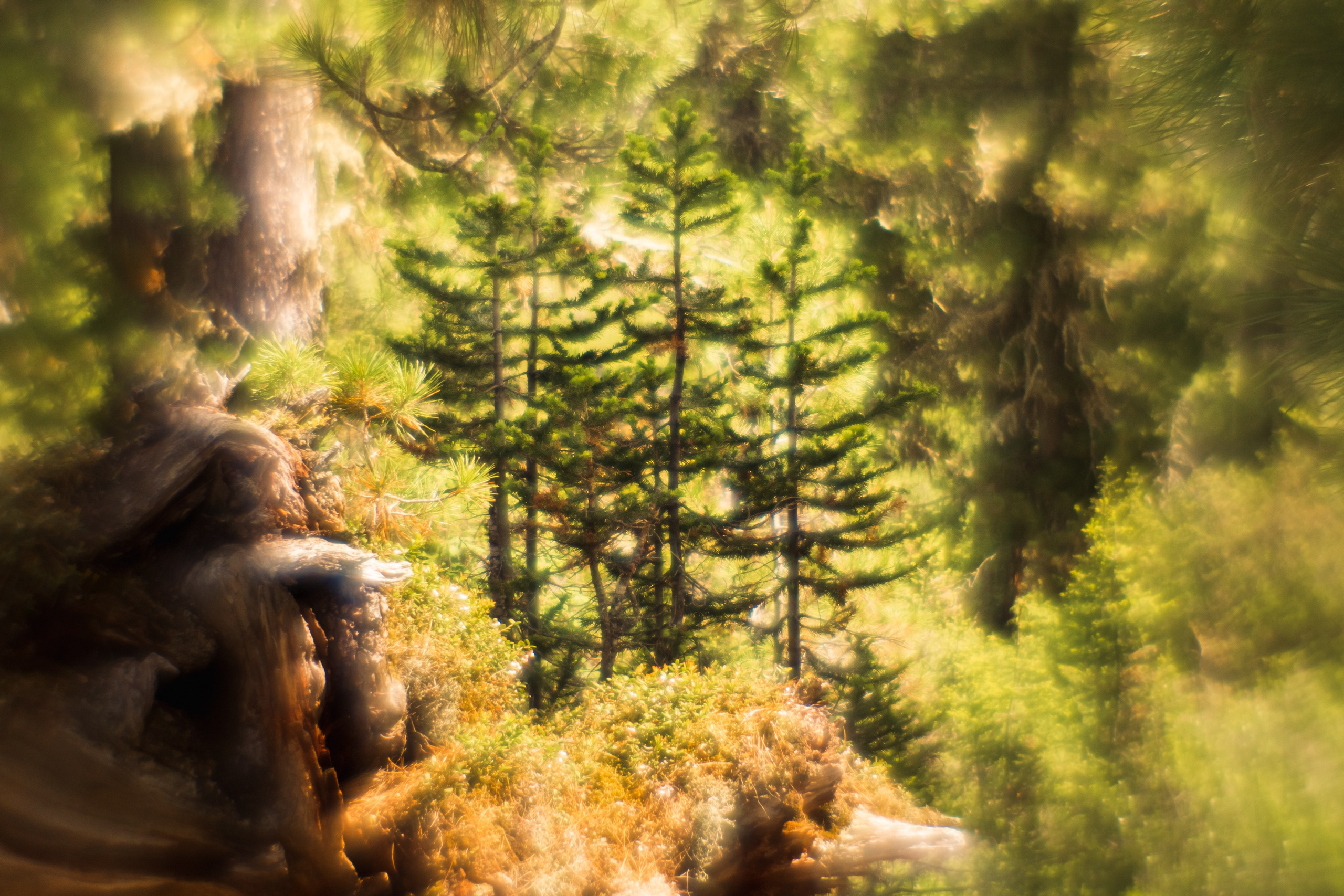 Ловец снов. Фотограф в Красноярске Оксана Корчагина