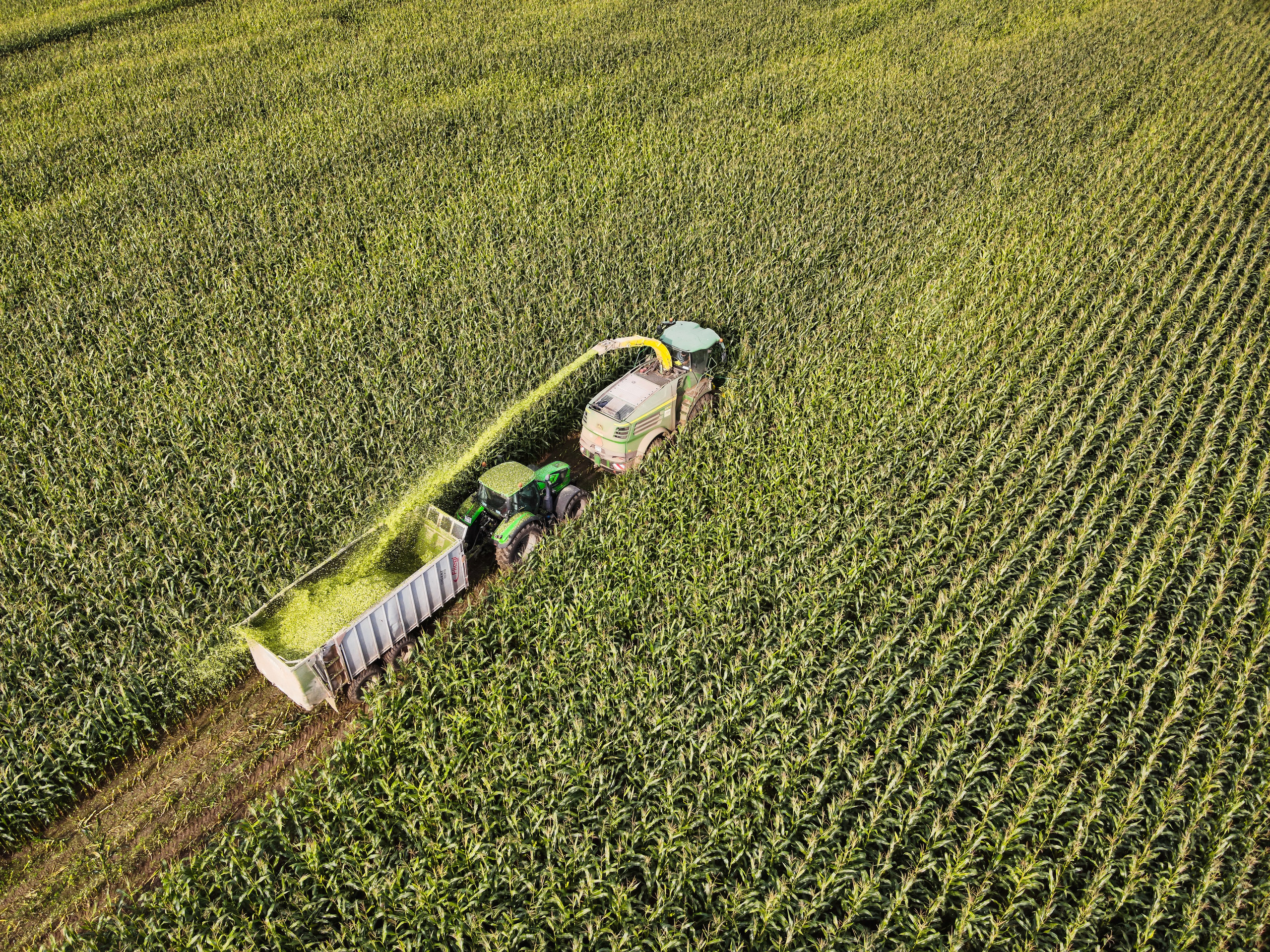 сбор кукурузы