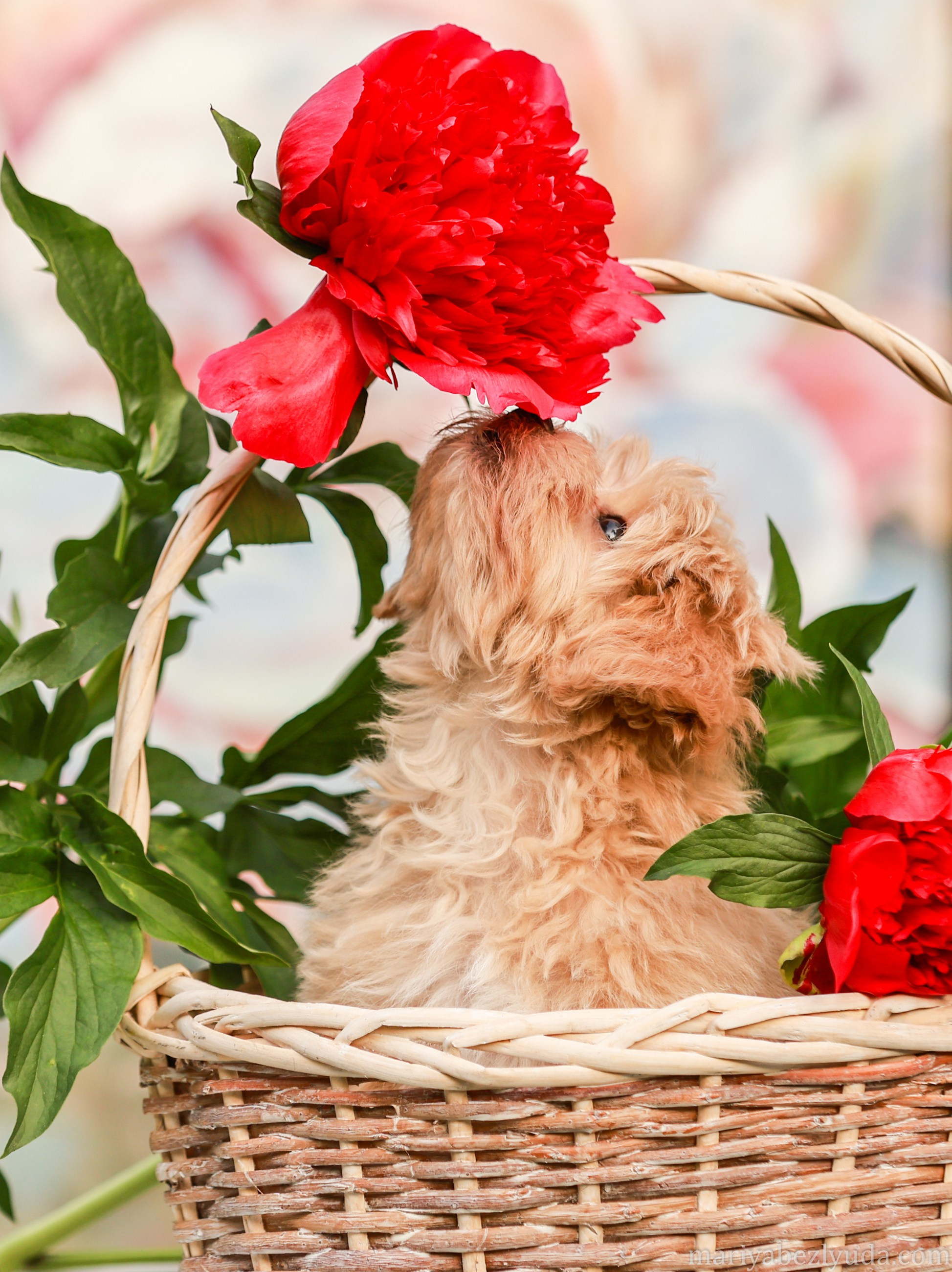 Щенки. Семейный и детский фотограф в Москве Мария Быкова