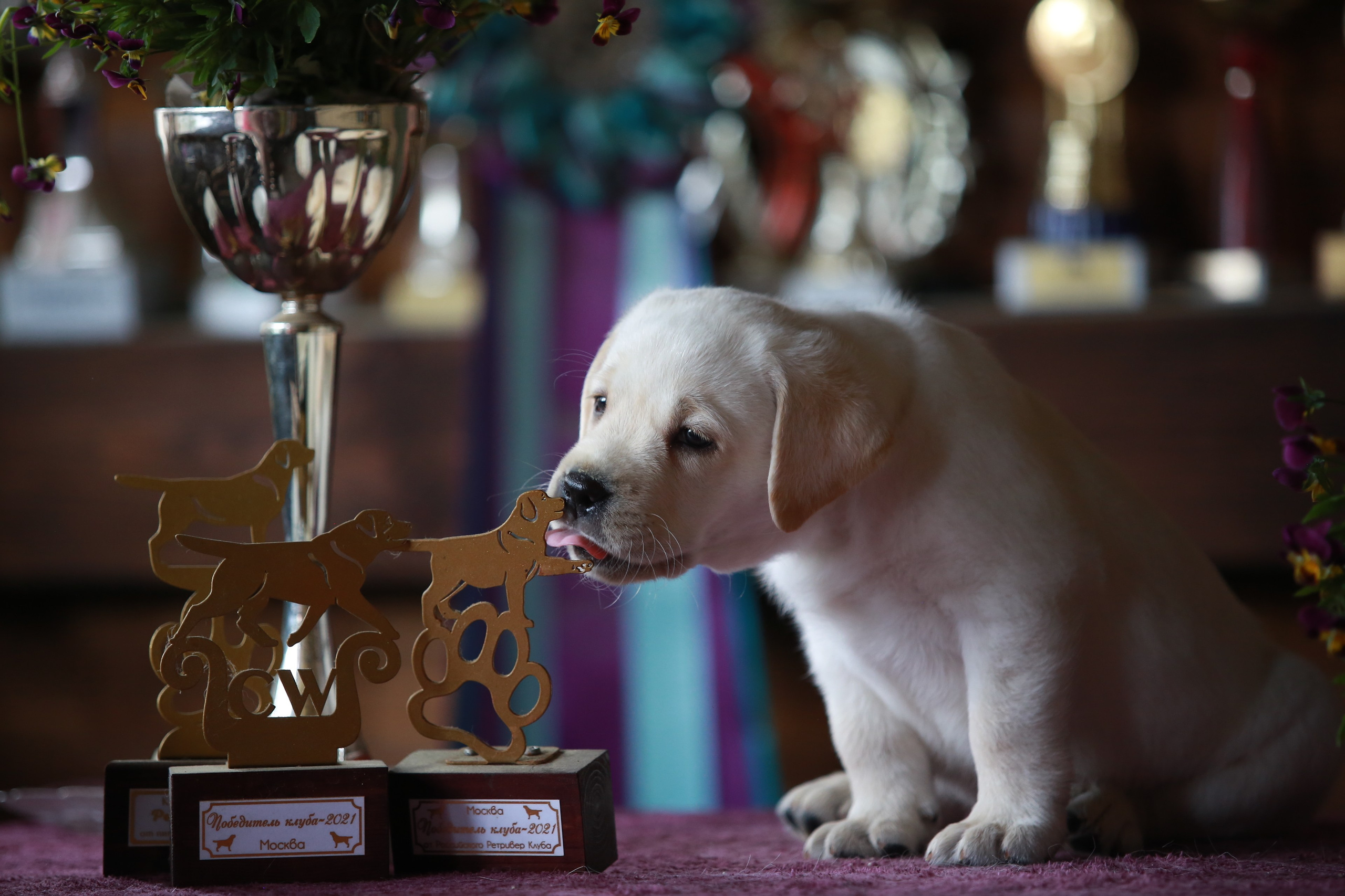 Щенки. Семейный и детский фотограф в Москве Мария Быкова
