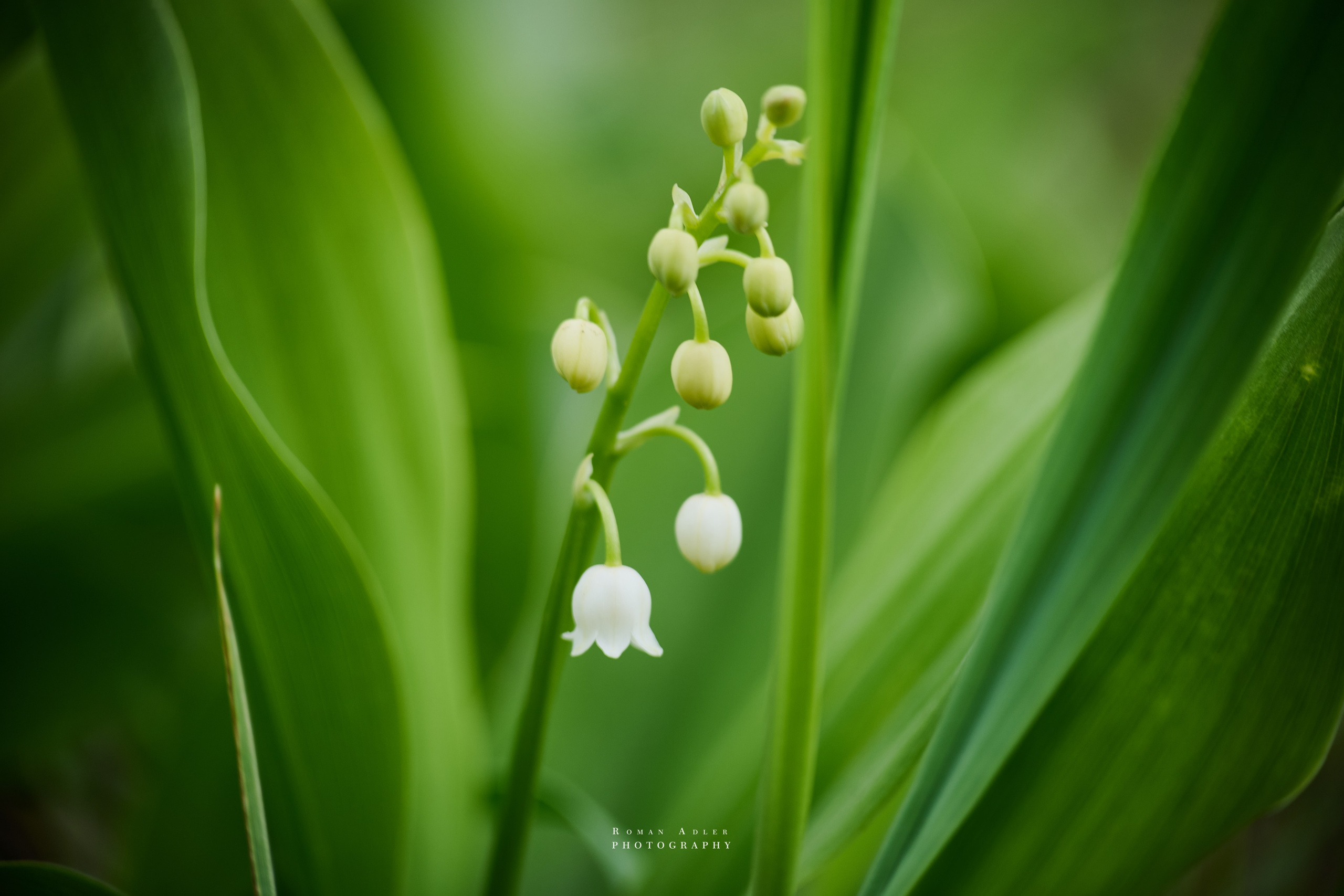Фото ландышей. Фотографии цветов. Фотограф роман Адлер. 