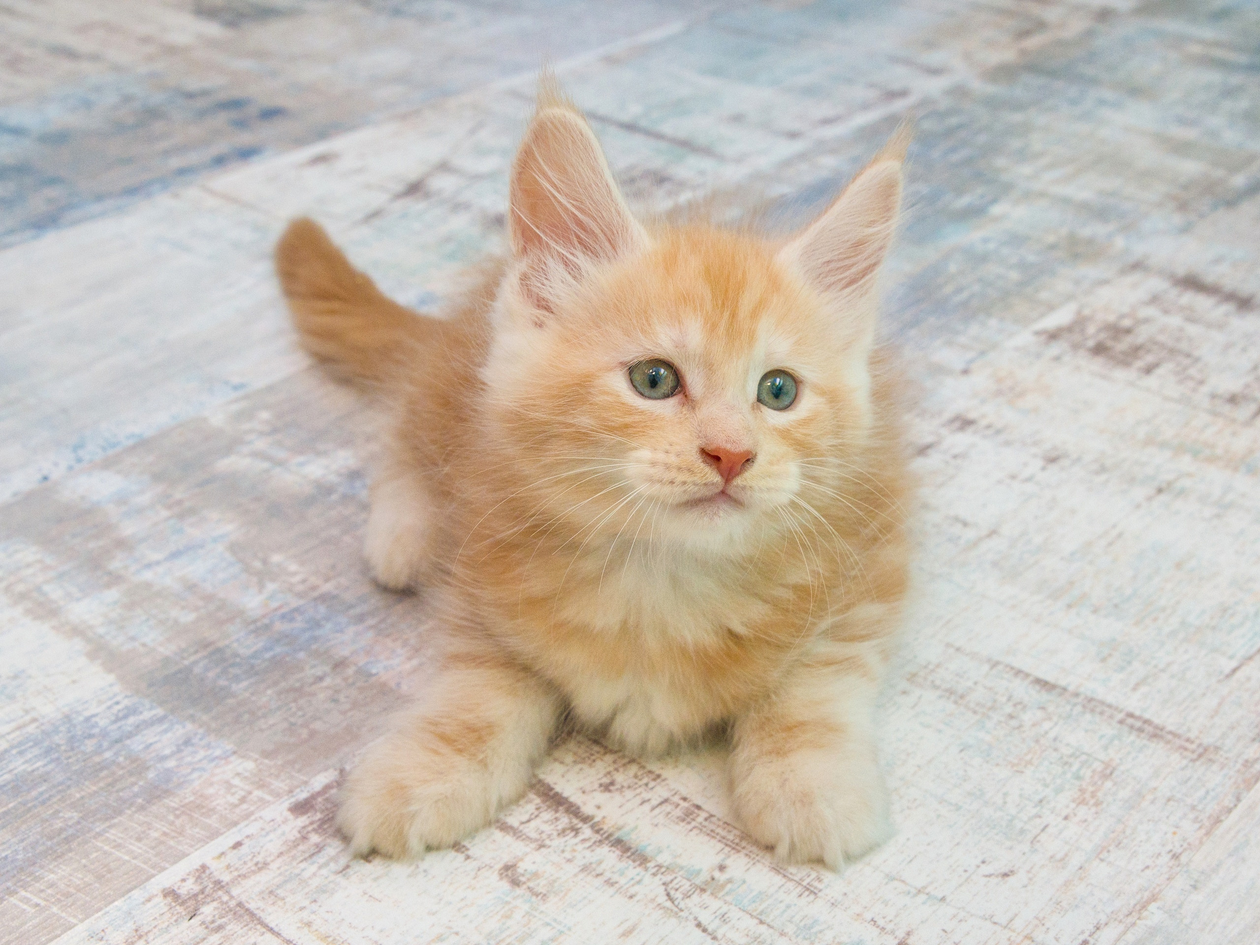 Серии. Предметный и семейный фотограф в Санкт-Петербурге Катерина Стеклова
