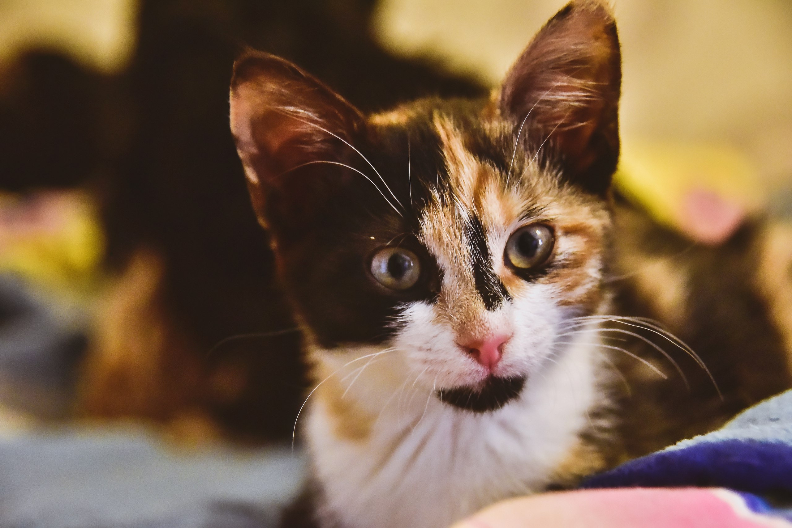 Серии. Предметный и семейный фотограф в Санкт-Петербурге Катерина Стеклова