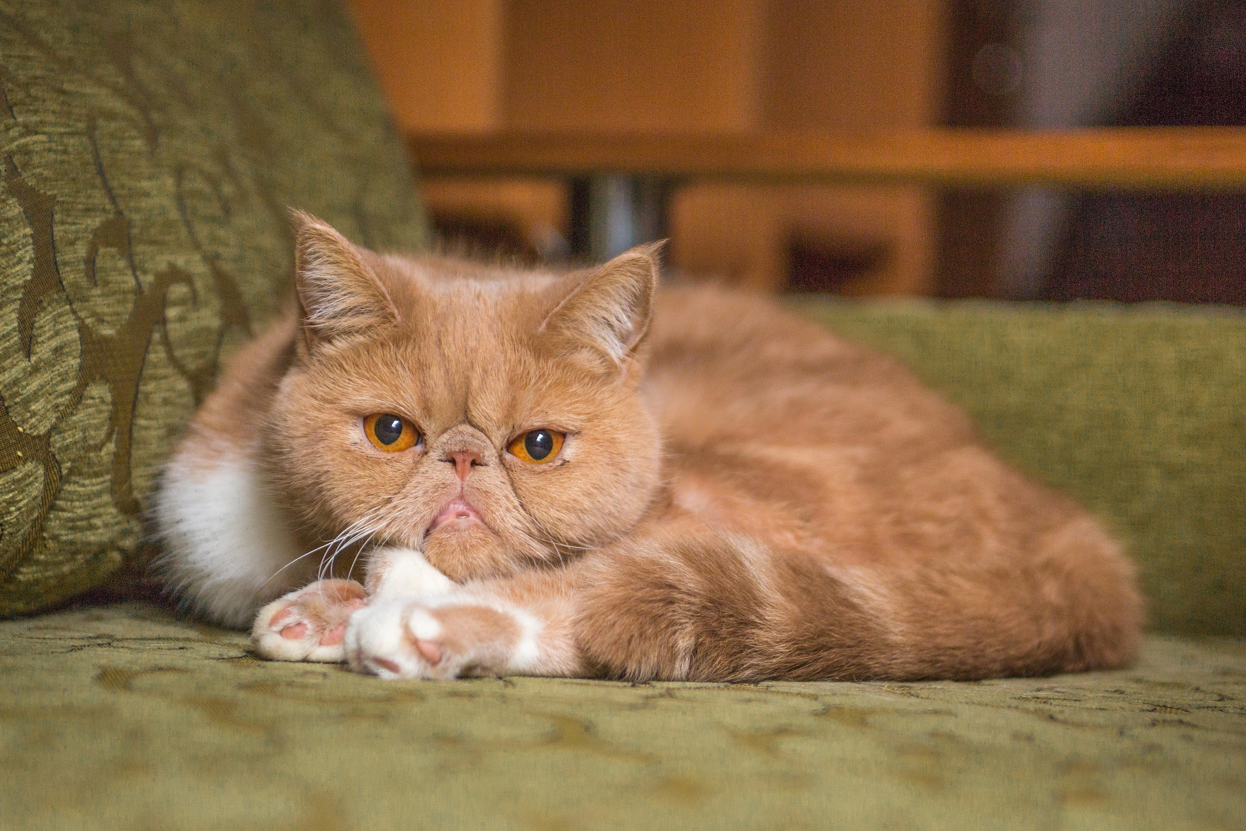 Пушистый породистый рыжий и пугливый кот на диване