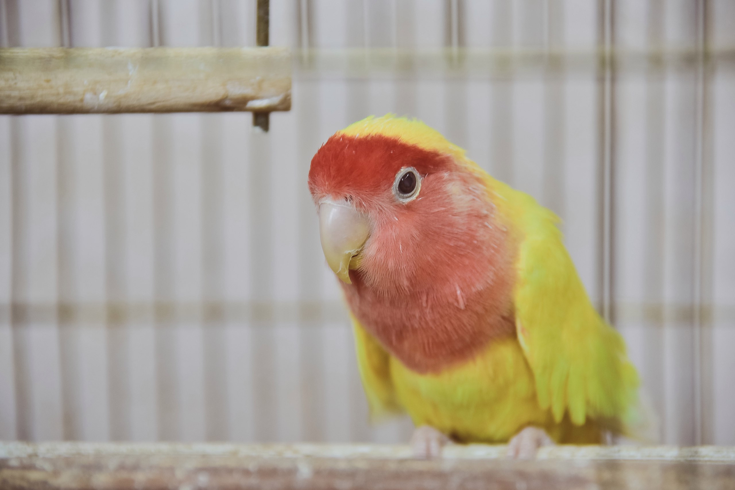 Желто-красный попугай в клетке заперта птица