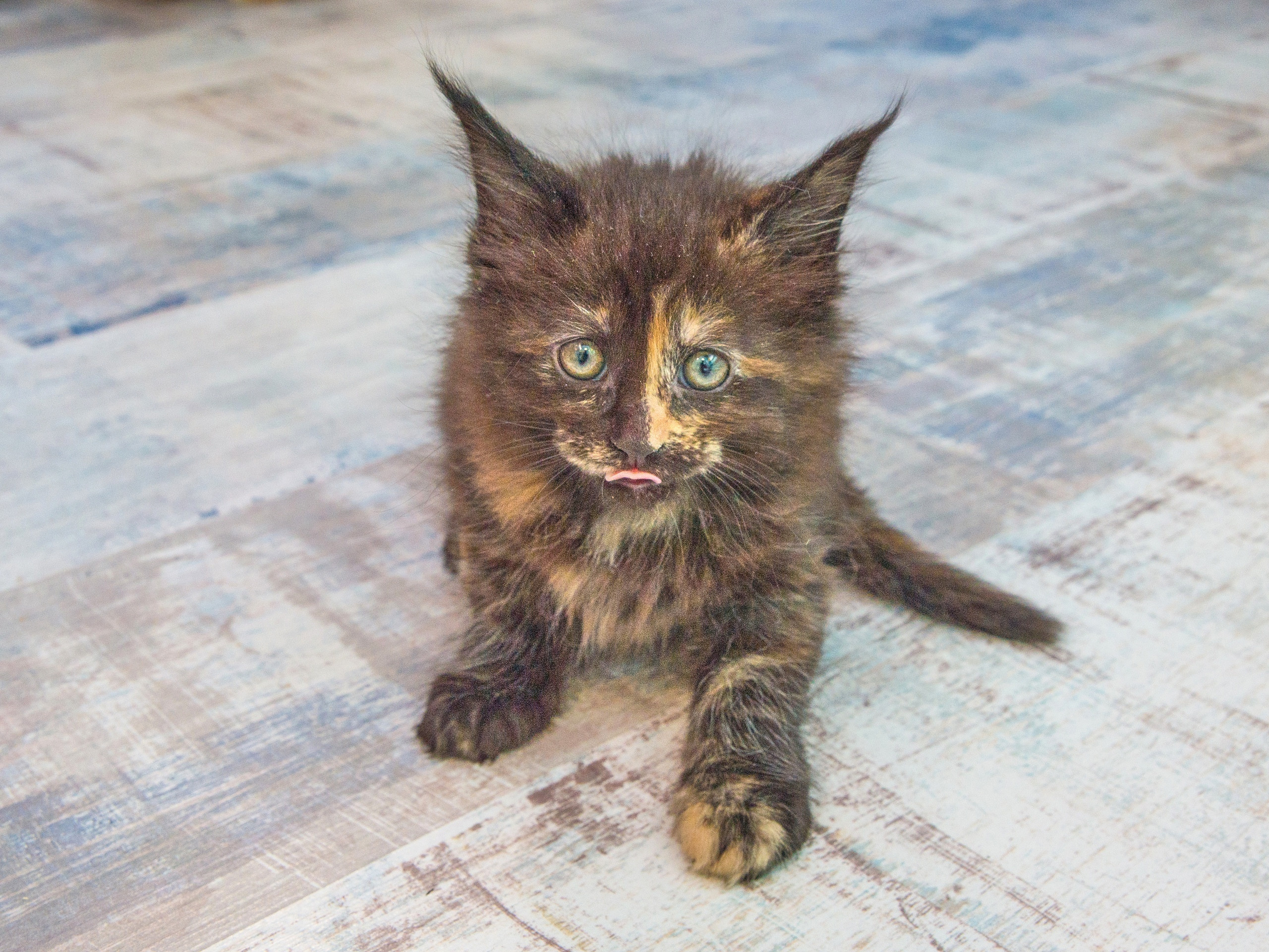 Съемка породистых пушистых и маленьких усатых котиков 