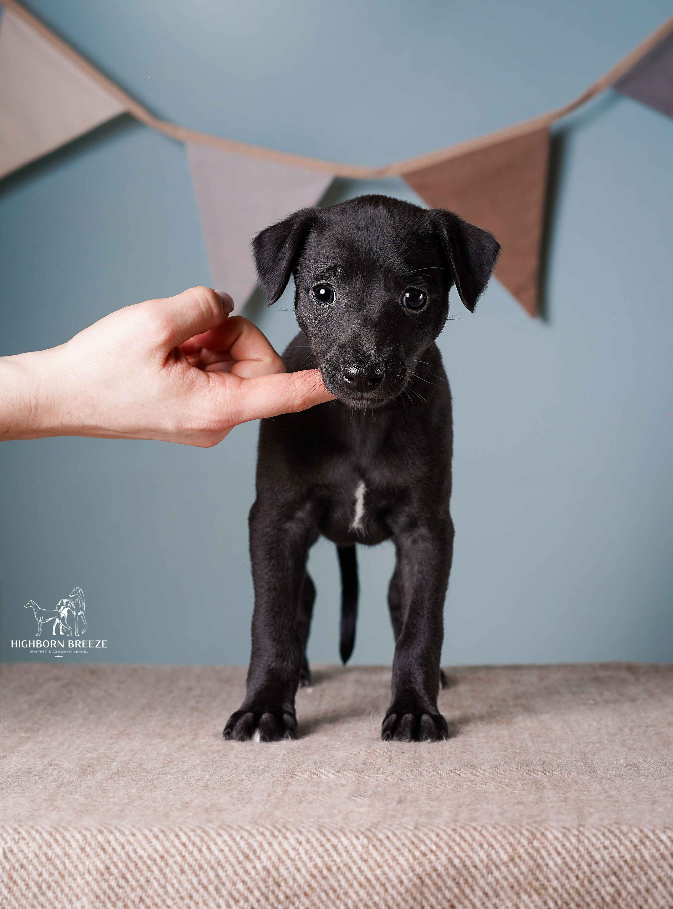 Щенки уиппета. Фотограф-анималист в Санкт-Петербурге Яна Мартынова