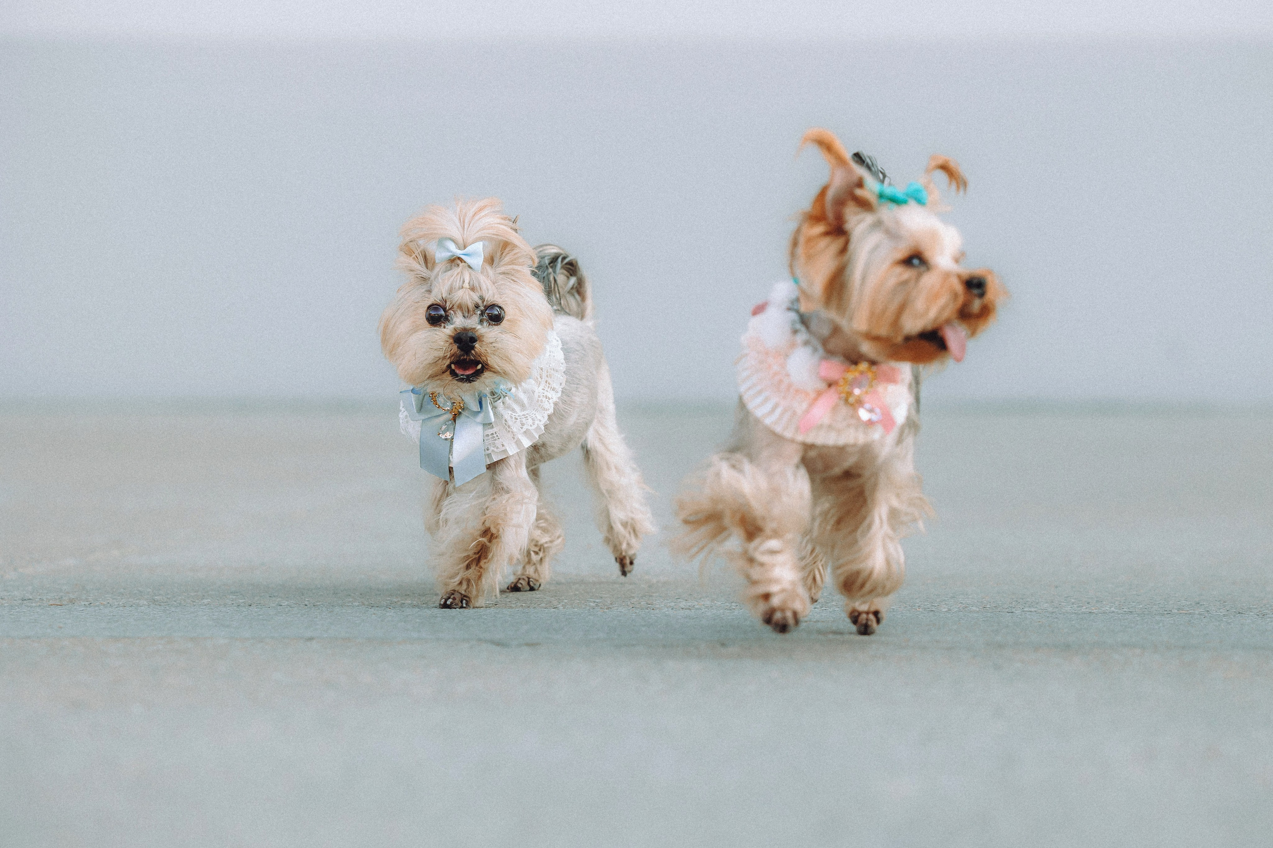 Дженни, Оливия и их семья