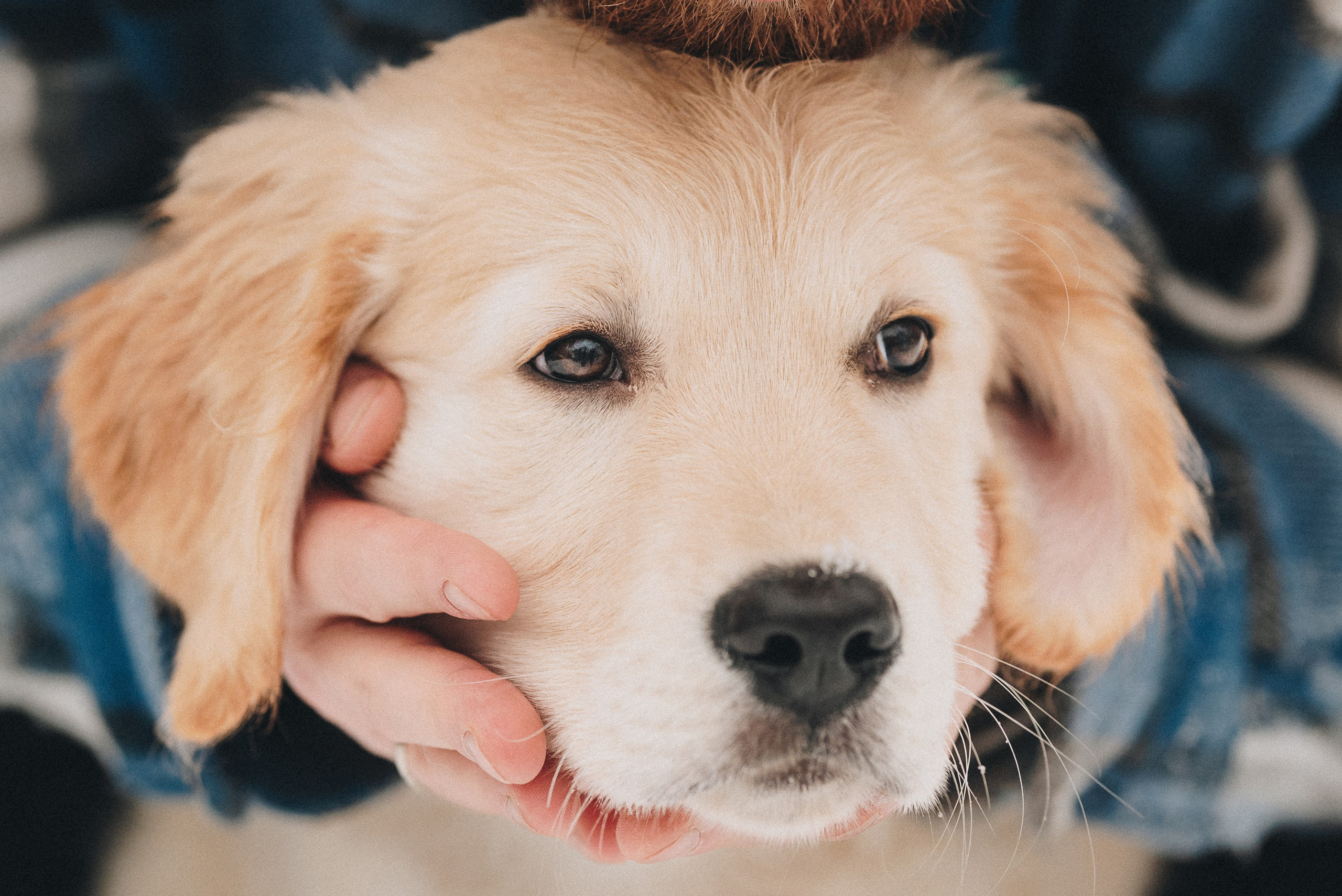 Sonia, Denis & Baggi. Natalia Finch Photography — Family, Kids & Pet Photographer in Chicago, IL