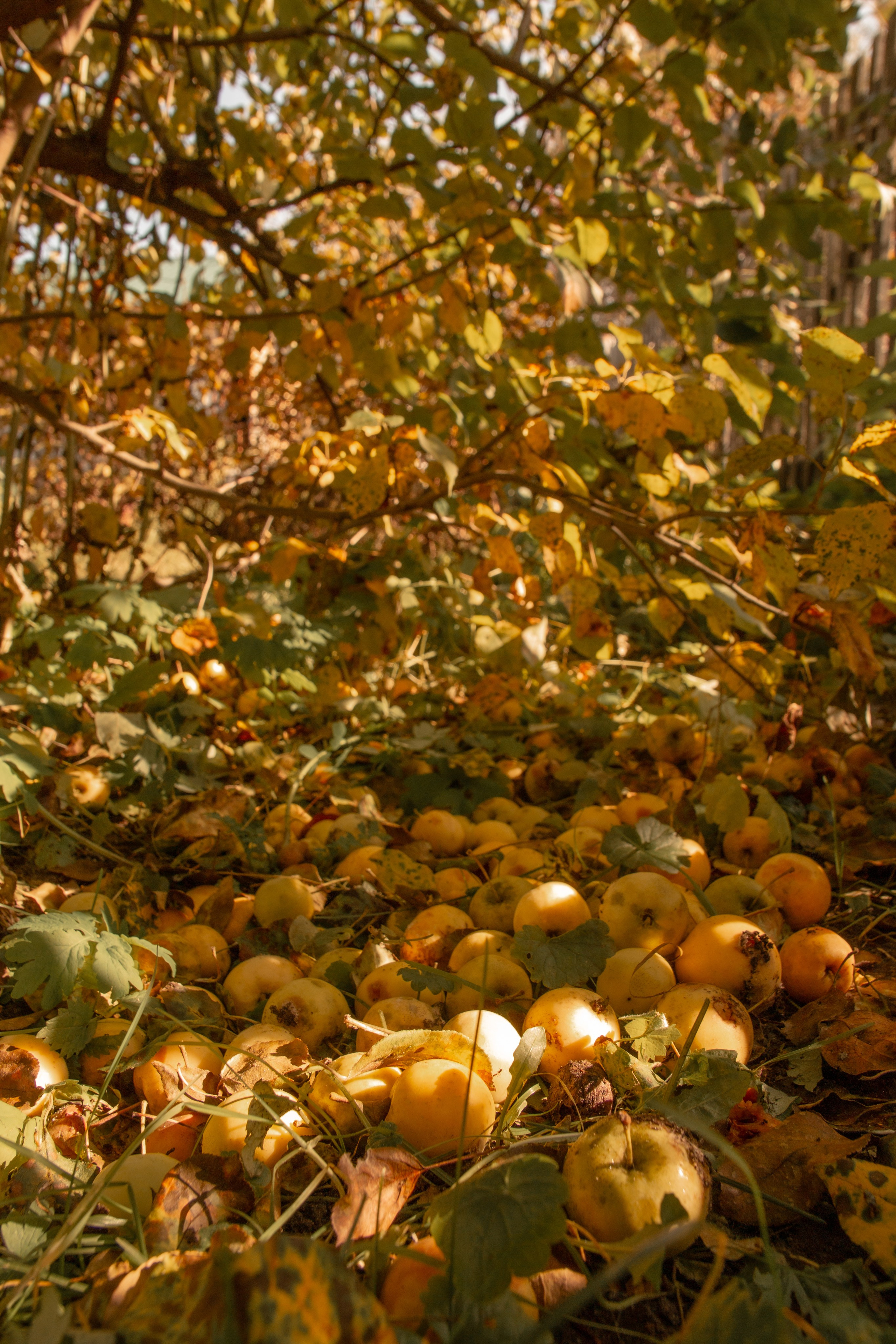 Пища для глаз. Ваш фотограф Северск | Томск