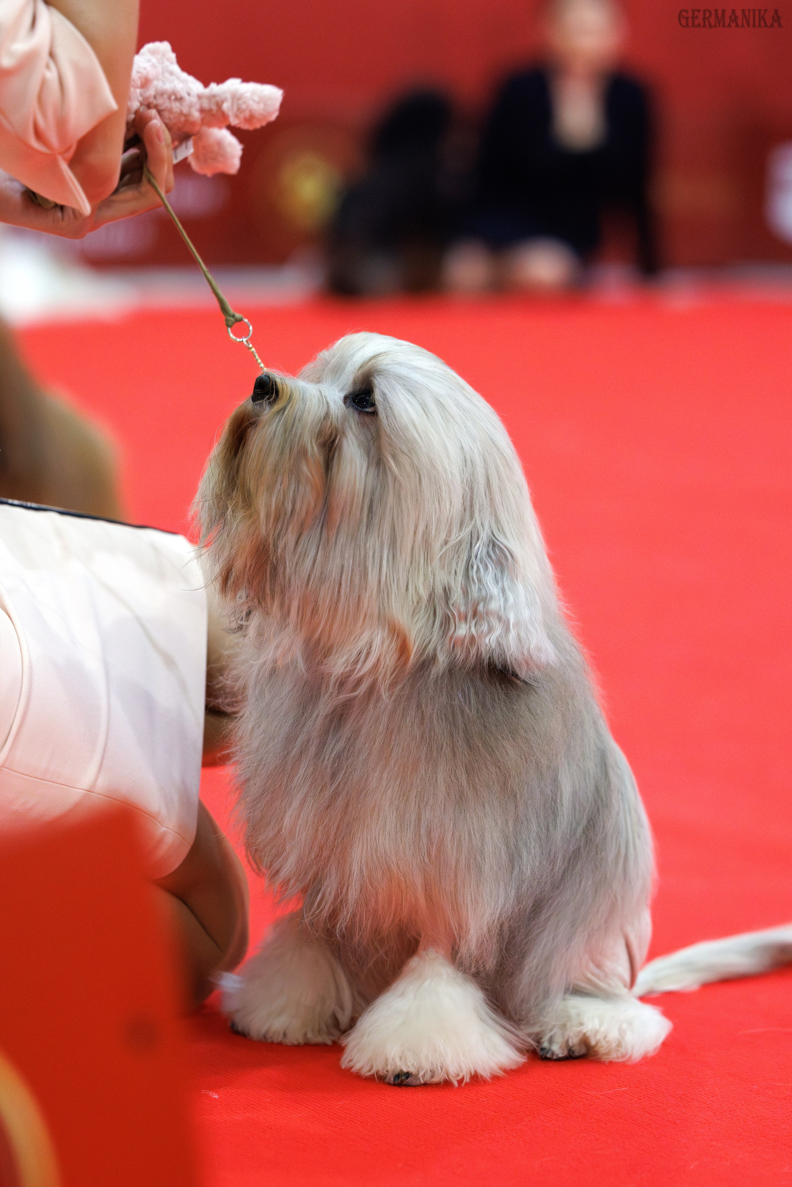 Лучшие Собаки России 17-18.02.2024. Фотограф-анималист Юлия Германика