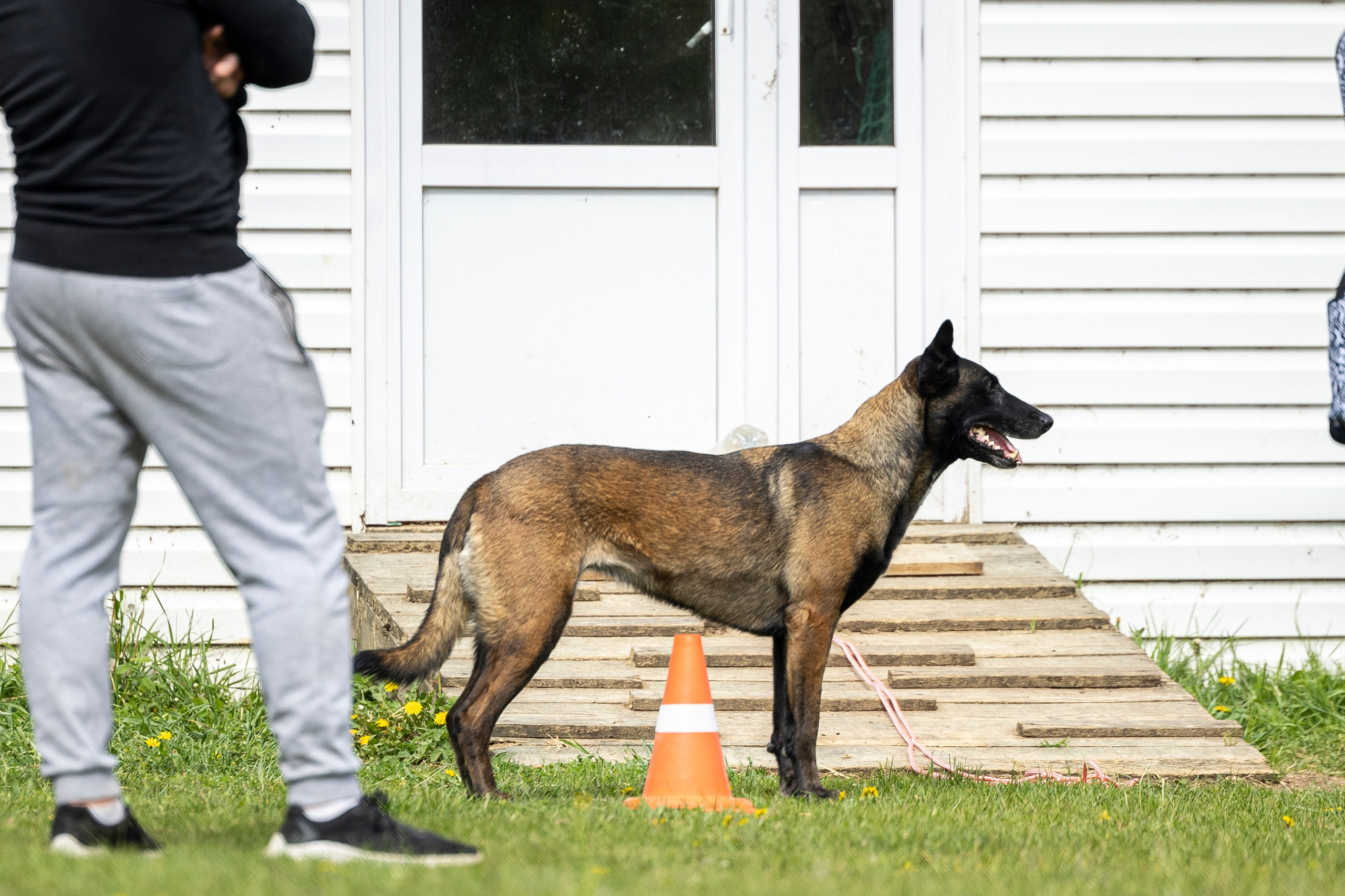 Испытания по мондьорингу в Нижнем Новгороде. Фотограф-анималист Анна Маринич