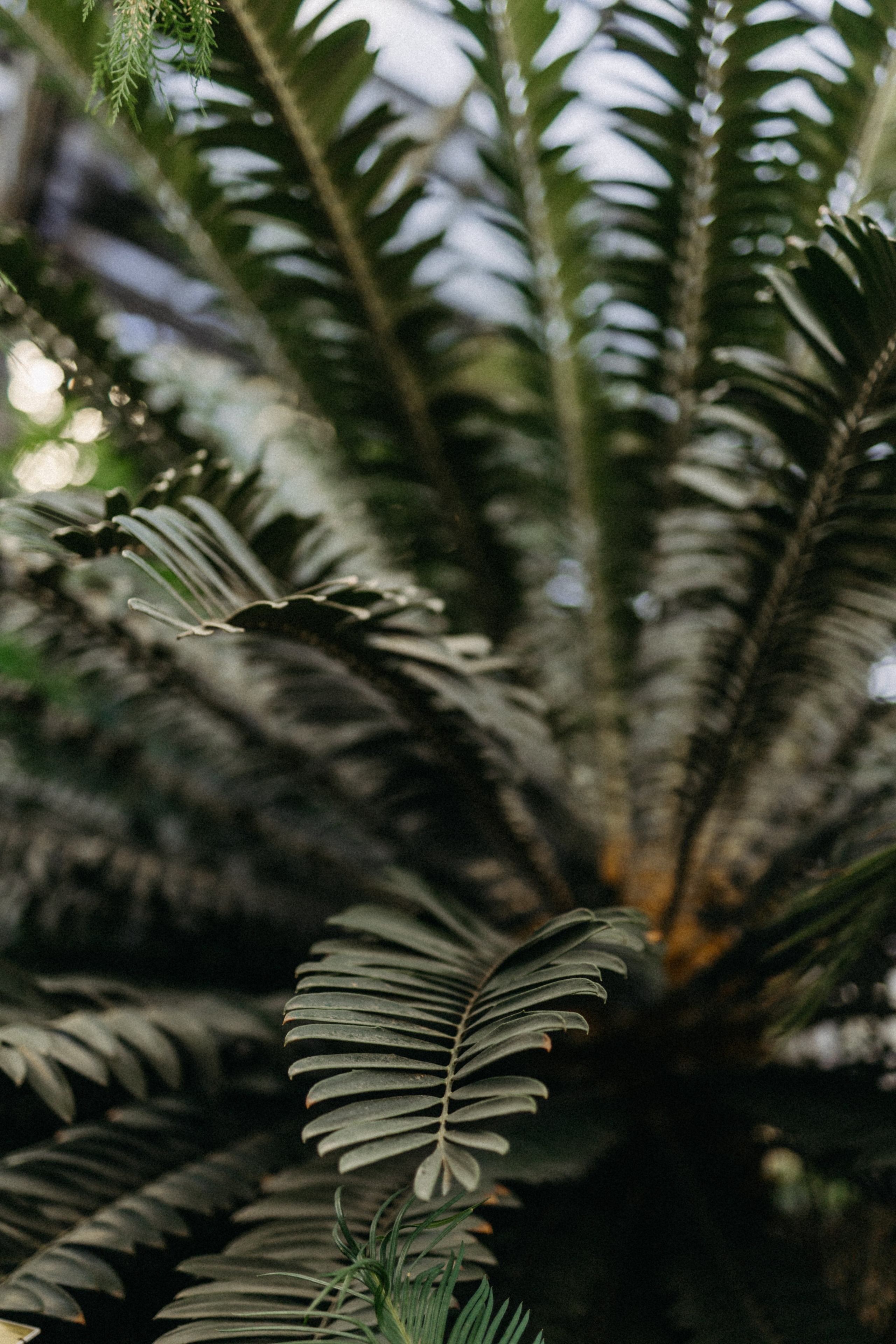 Там, где круглый год весна. Фотограф Наталья Колганова