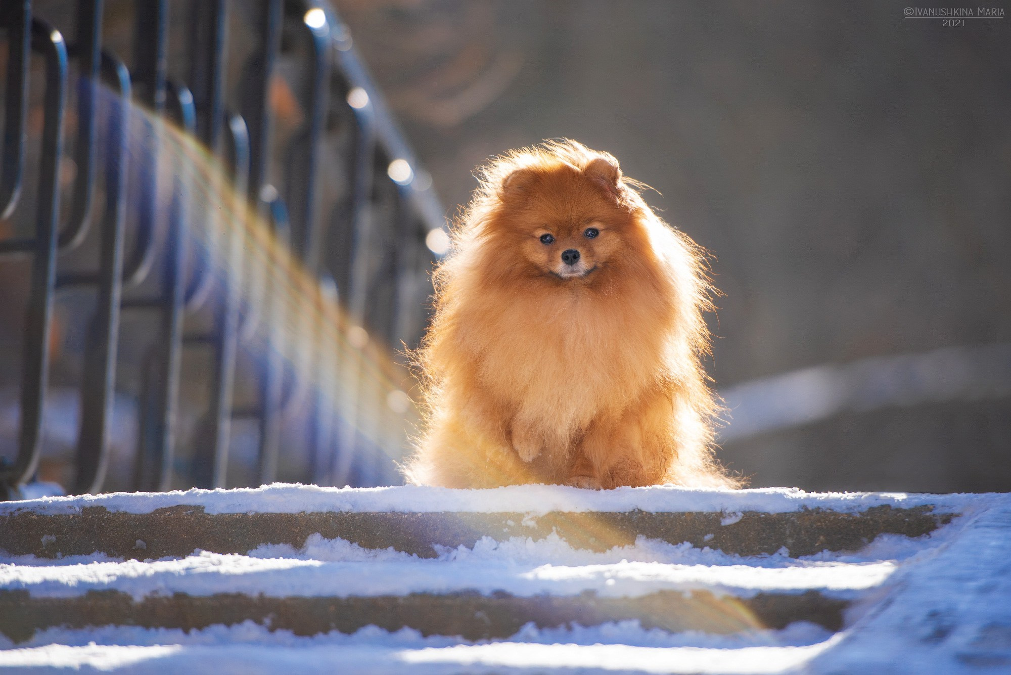 Фотограф-анималист. Фотограф собак в Москве и Московской области Иванушкина Мария