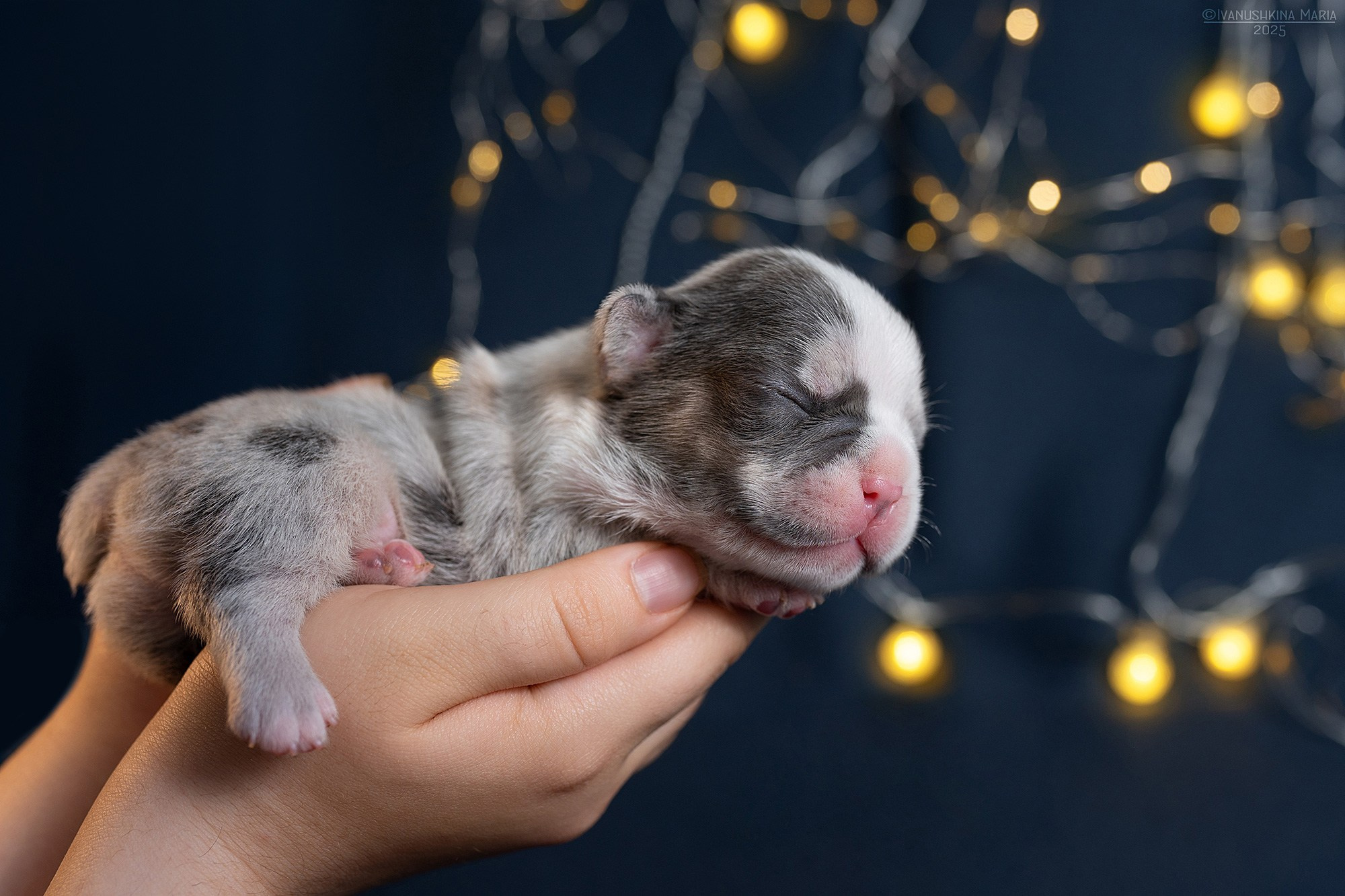 Ньюборн фотосессия щенков. Фотограф собак в Москве и Московской области Иванушкина Мария