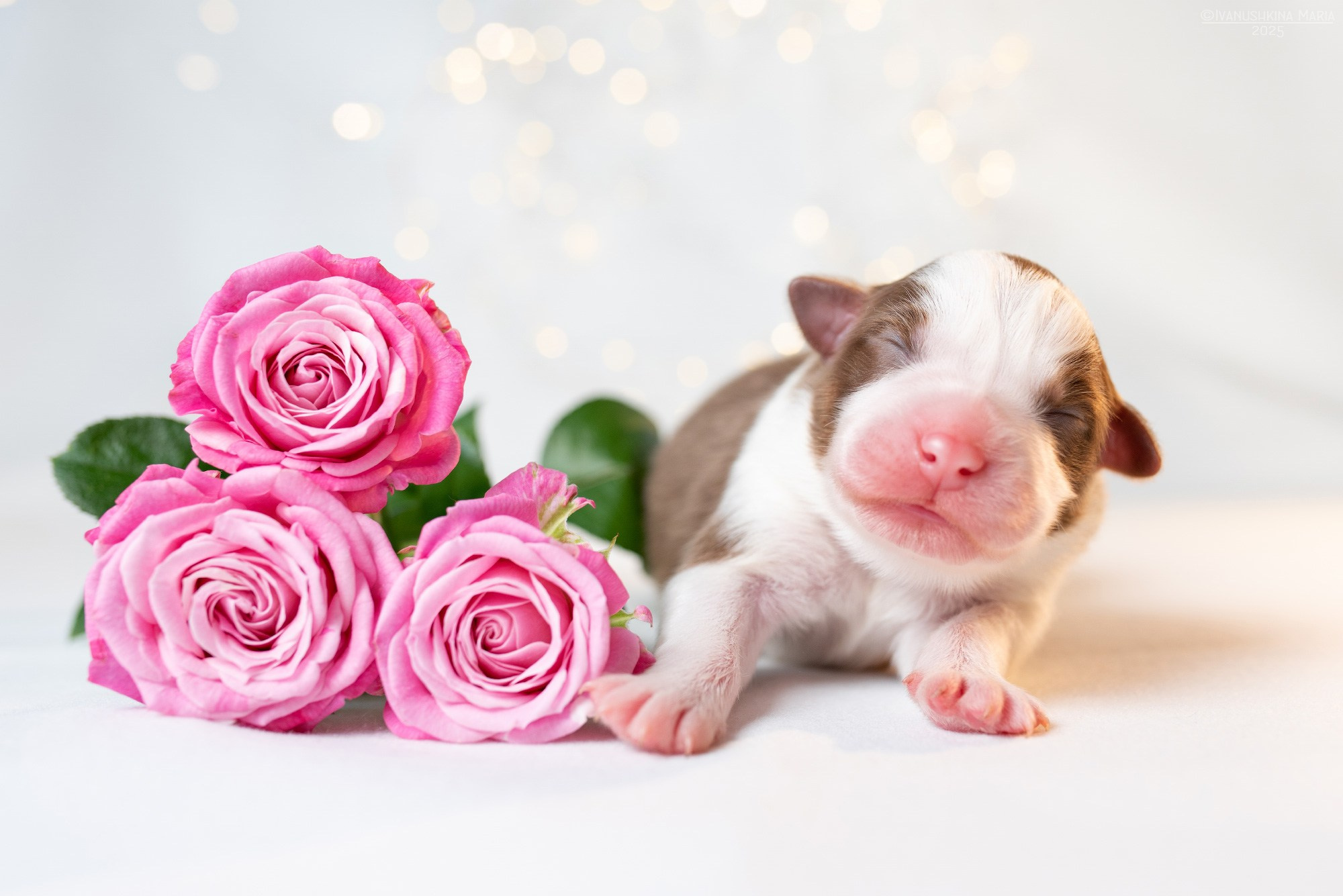 Ньюборн фотосессия щенков. Фотограф собак в Москве и Московской области Иванушкина Мария