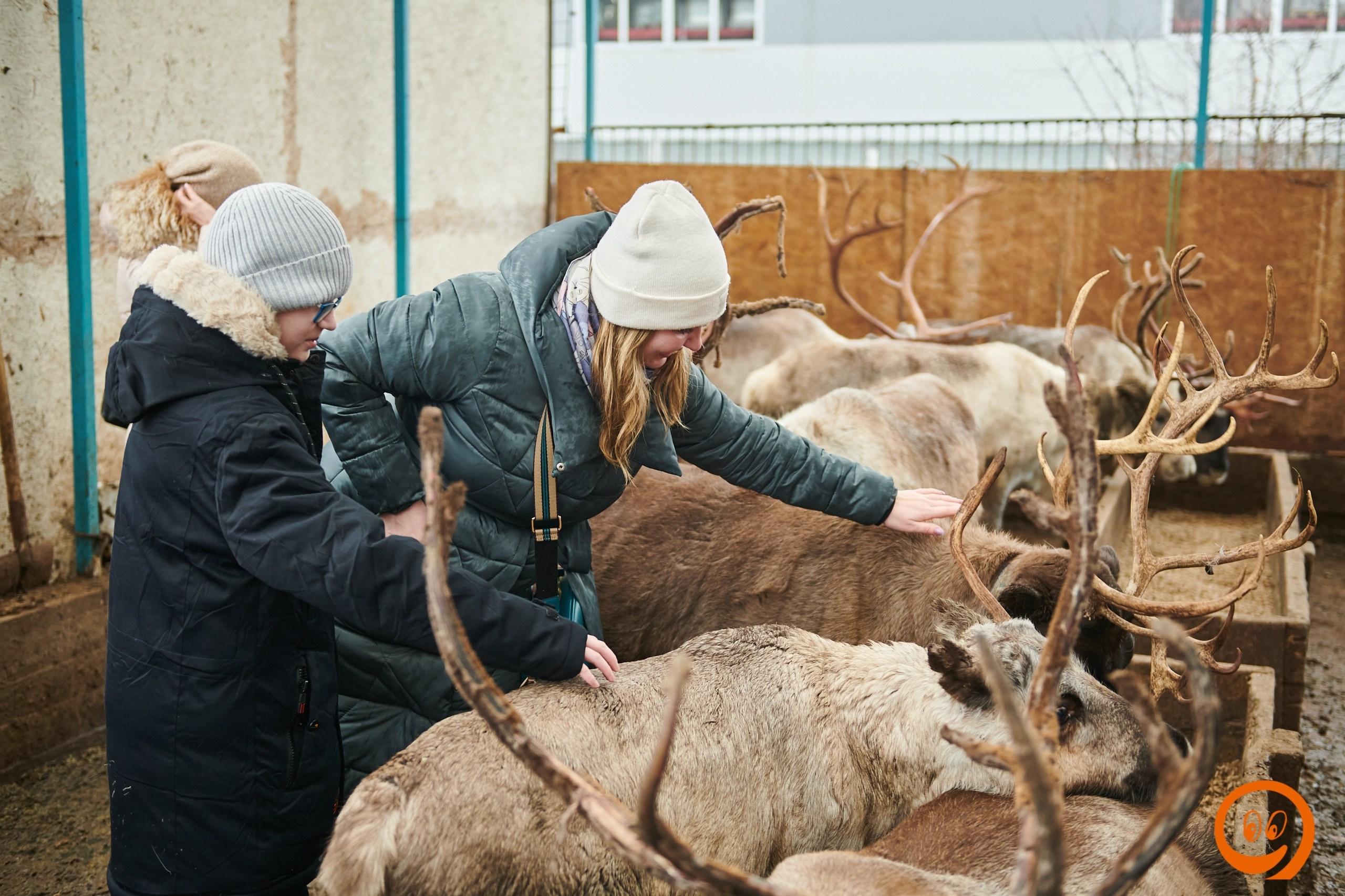 В гости к северным оленям | 18.01.2025. Галерея Фантим