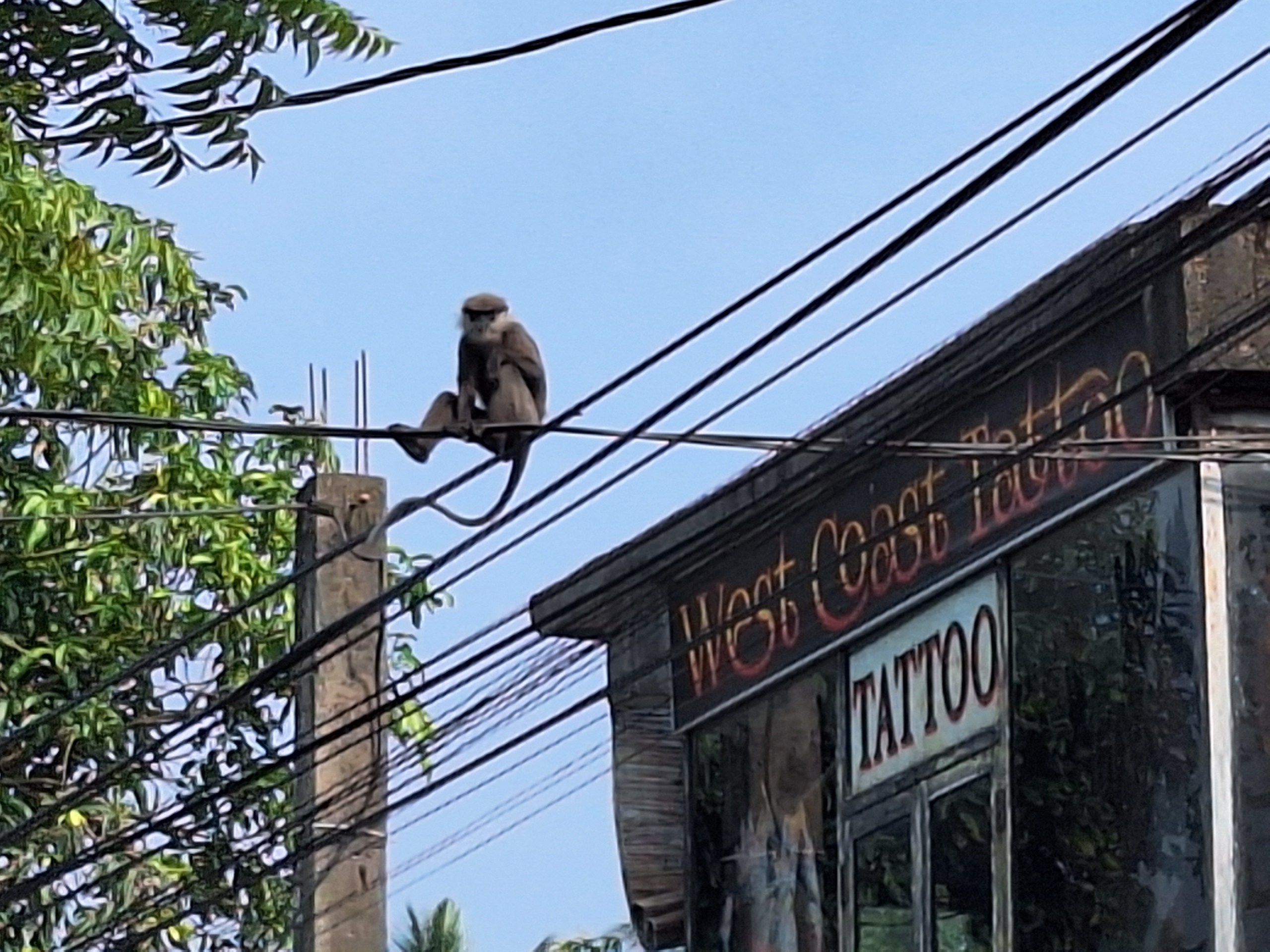 Шри-Ланка | 31.01 — 10.02.2025. Галерея Фантим