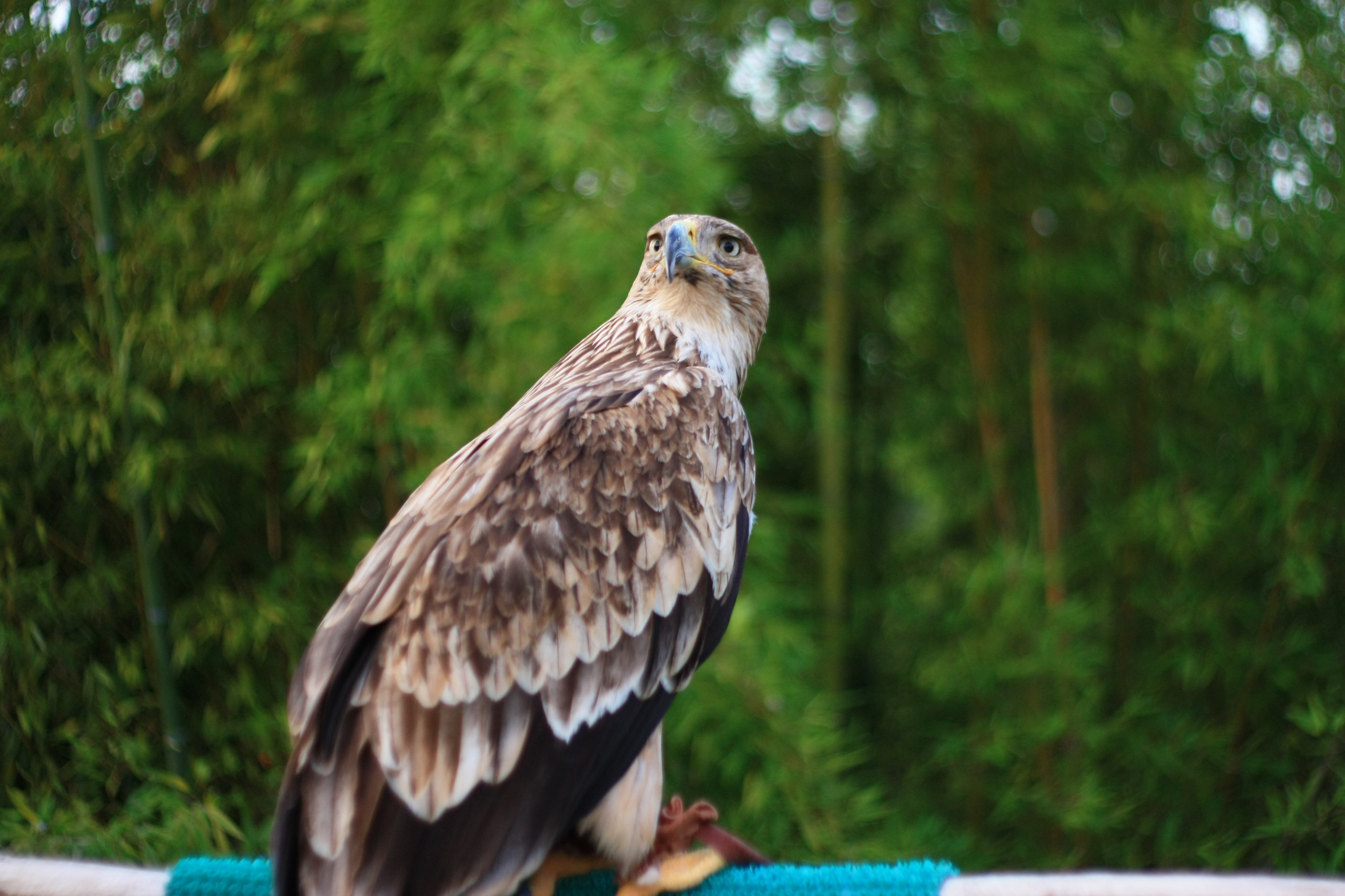 Первые кадры. Сочи — парк. Фотограф Роман Адлер