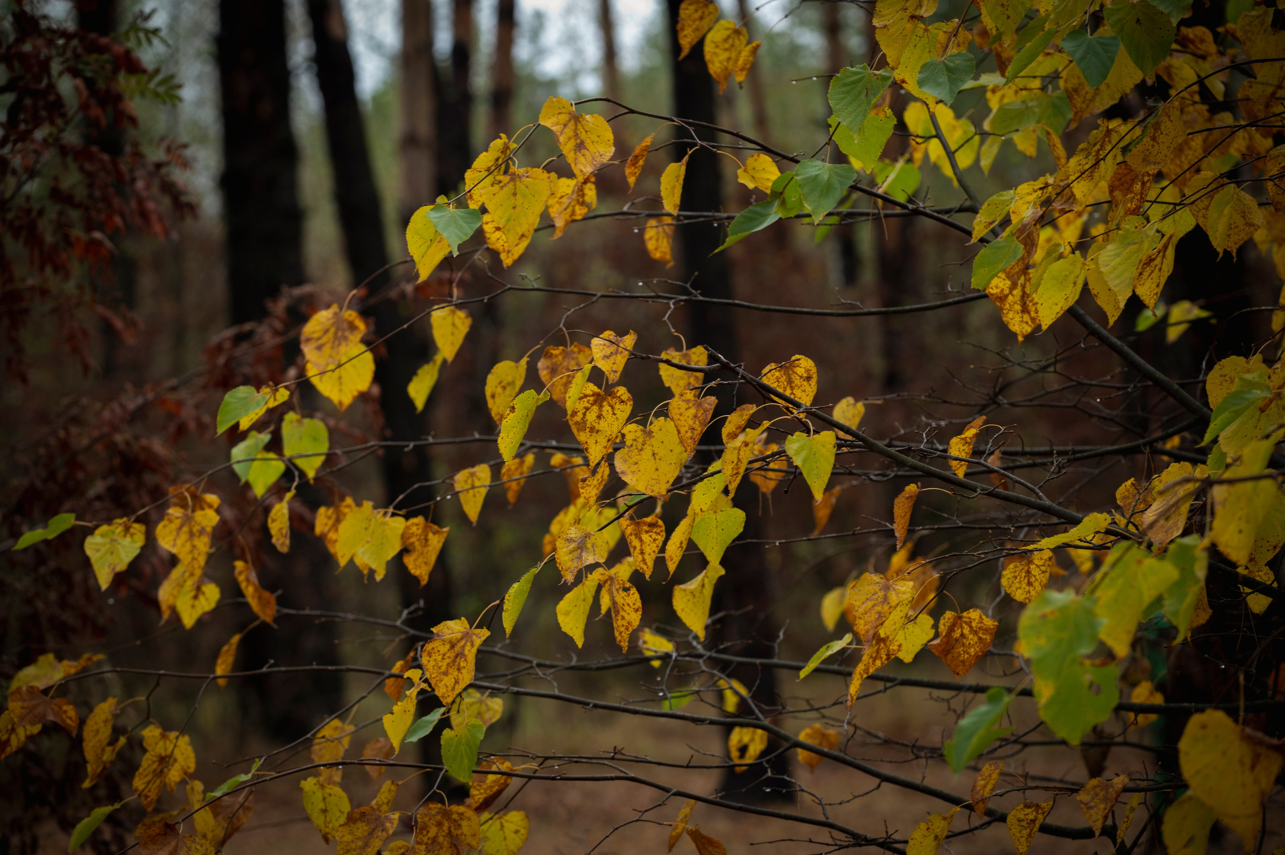 Фотопрогулка ДР. Фотограф Роман Адлер