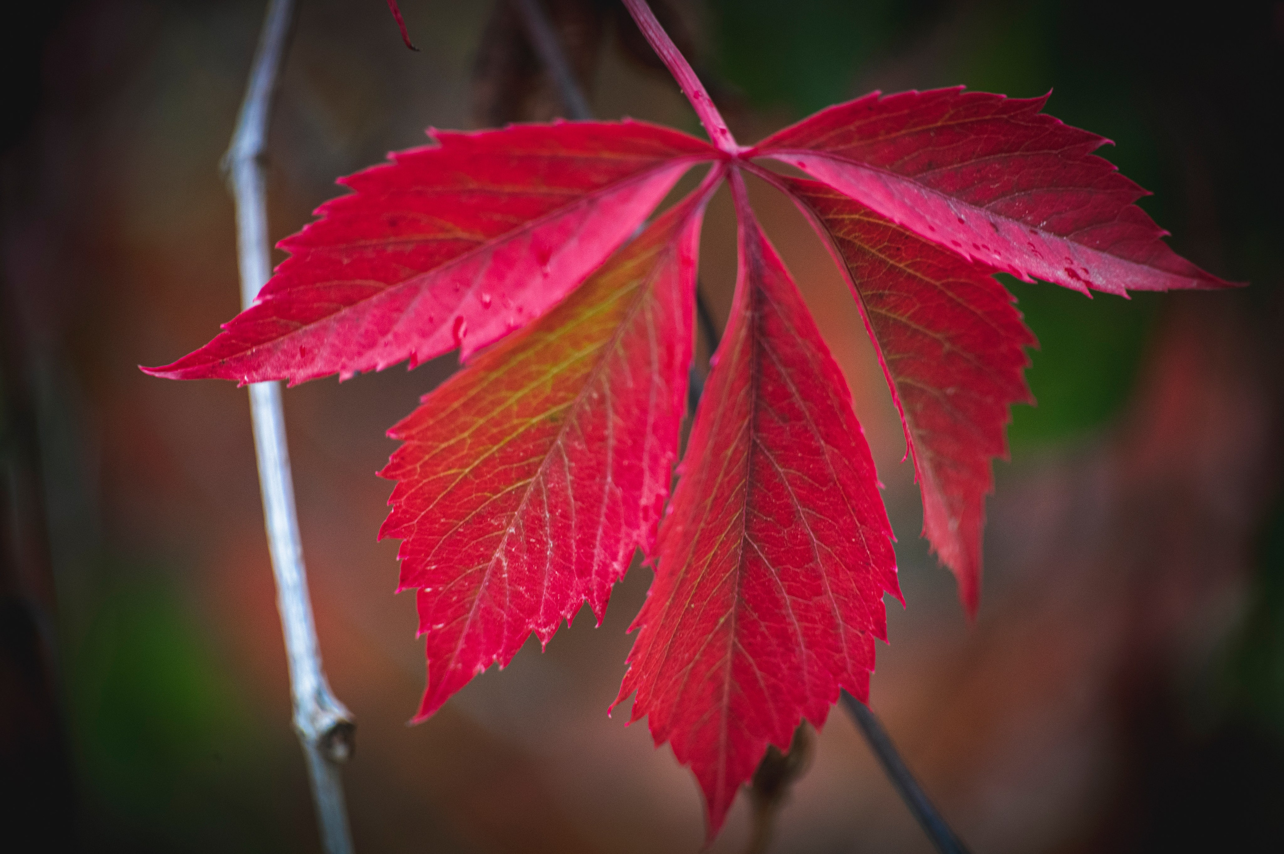 Фотопрогулка ДР. Фотограф Роман Адлер