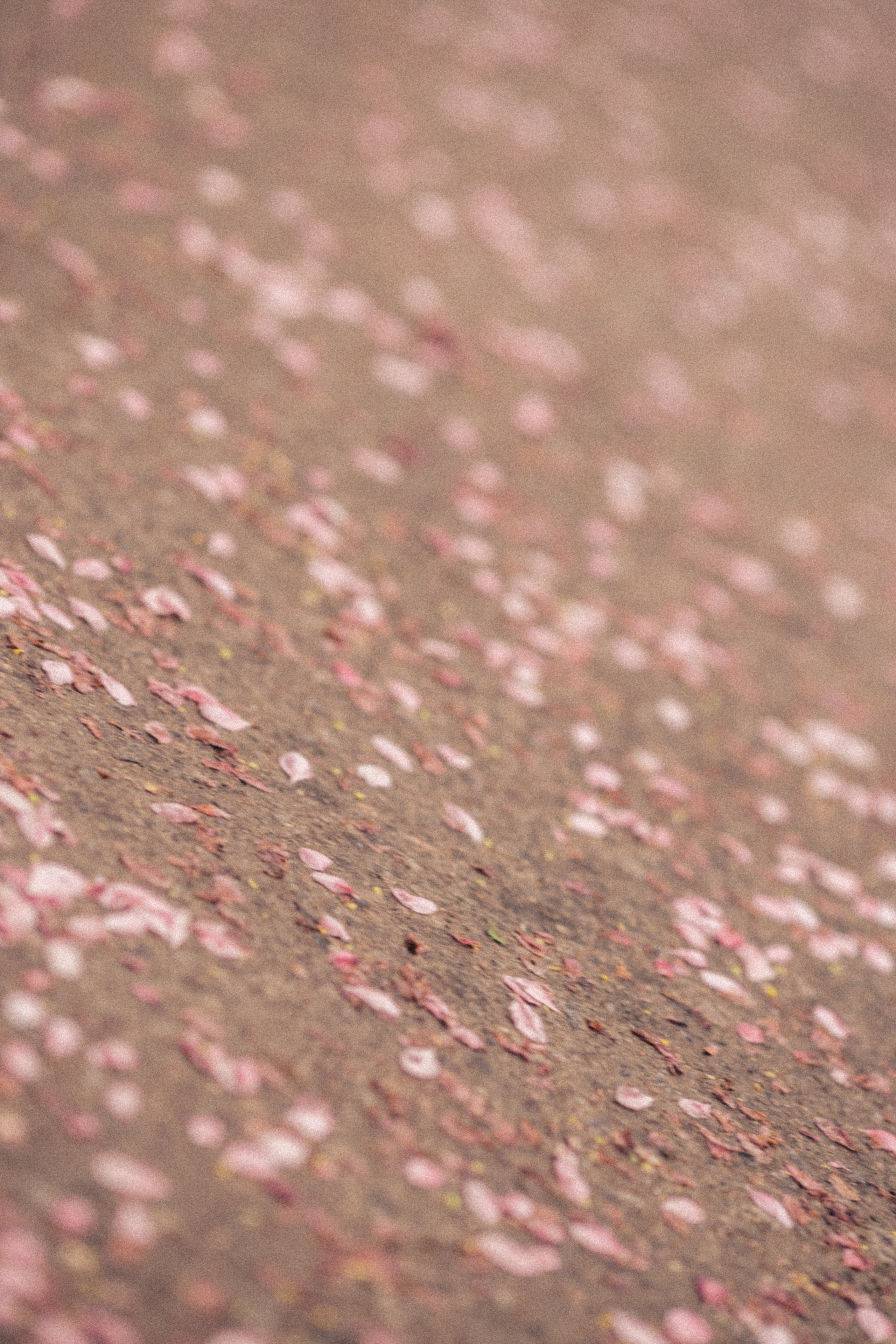 Дождливый яблоневый сад с Лизой. Фотограф в Москве Наталья Спиридонова