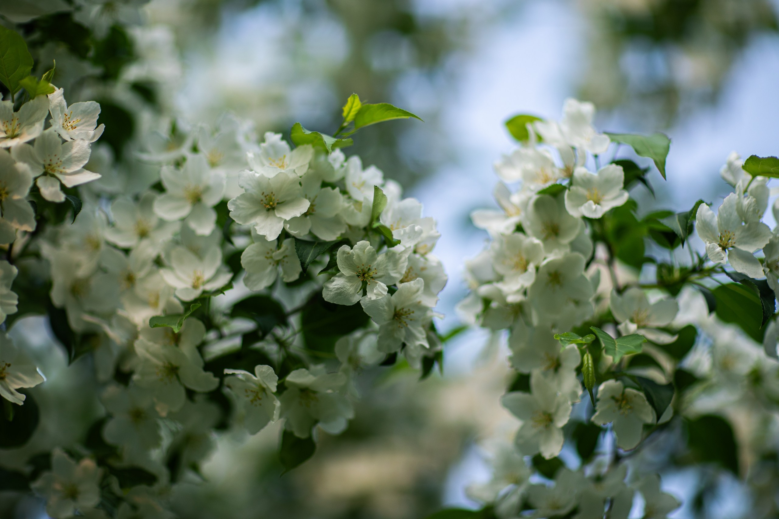 Главная. Фотограф Елена Вишневская (Ушакова) Нефтеюганск, Сургут, Тюмень