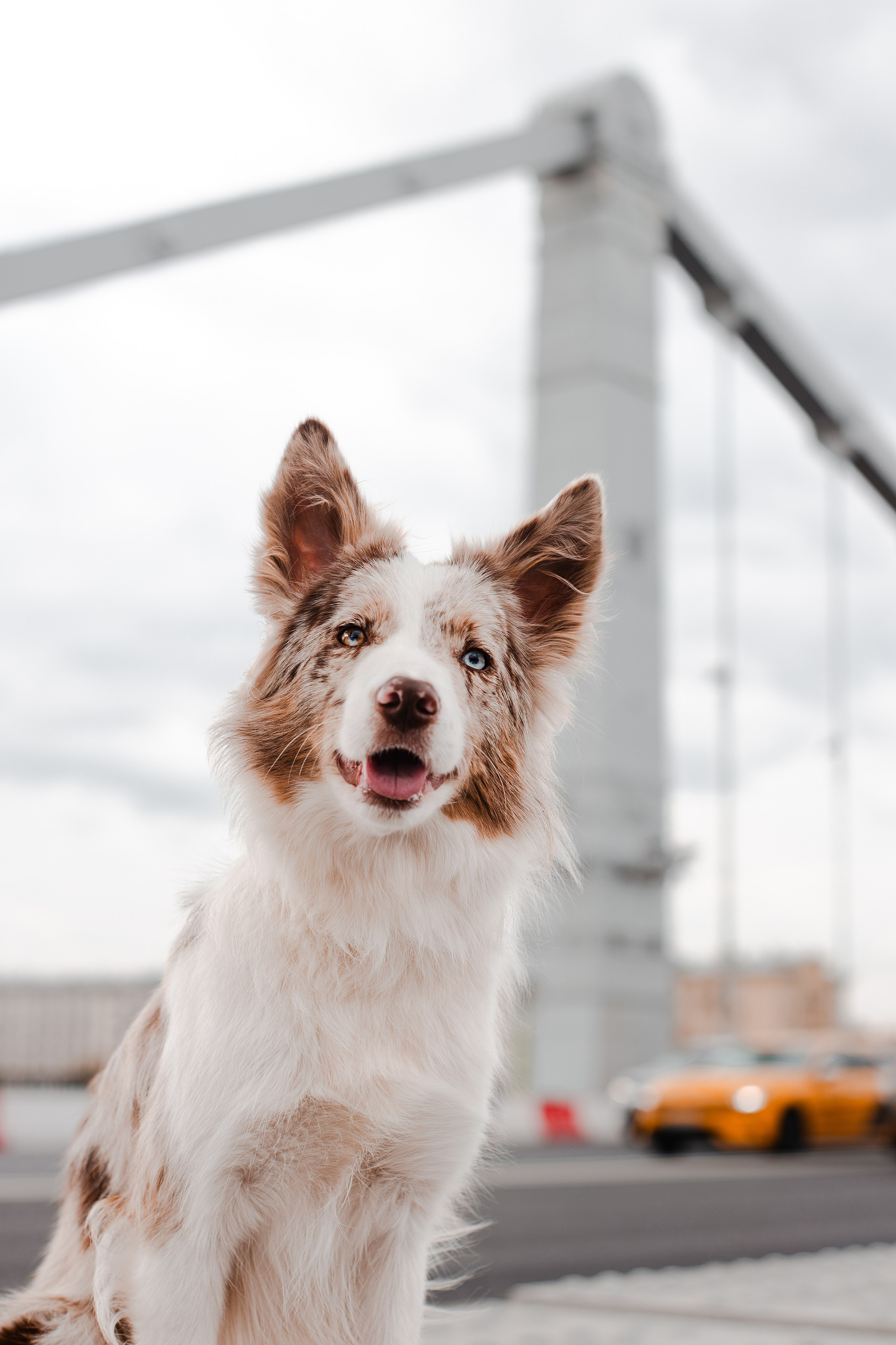 Мария и Утопия. Фотограф-анималист Мария Баркевич | Москва