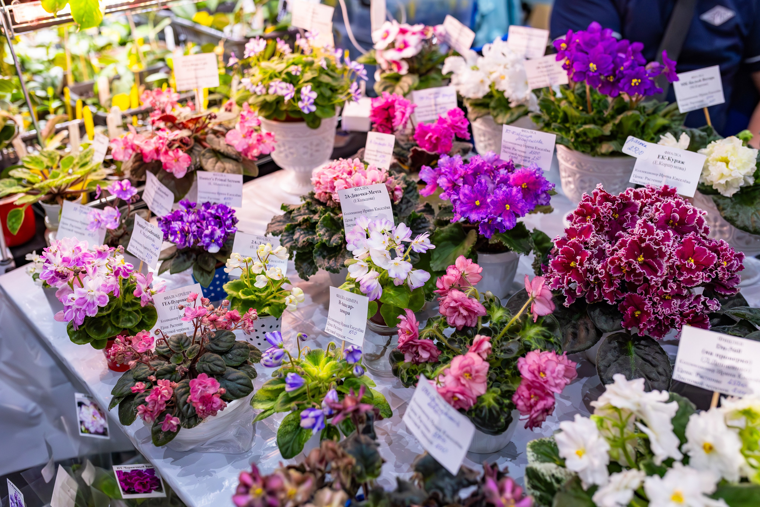 Орхидиум сентябрь 2025. Александра Куликова фотограф, Москва