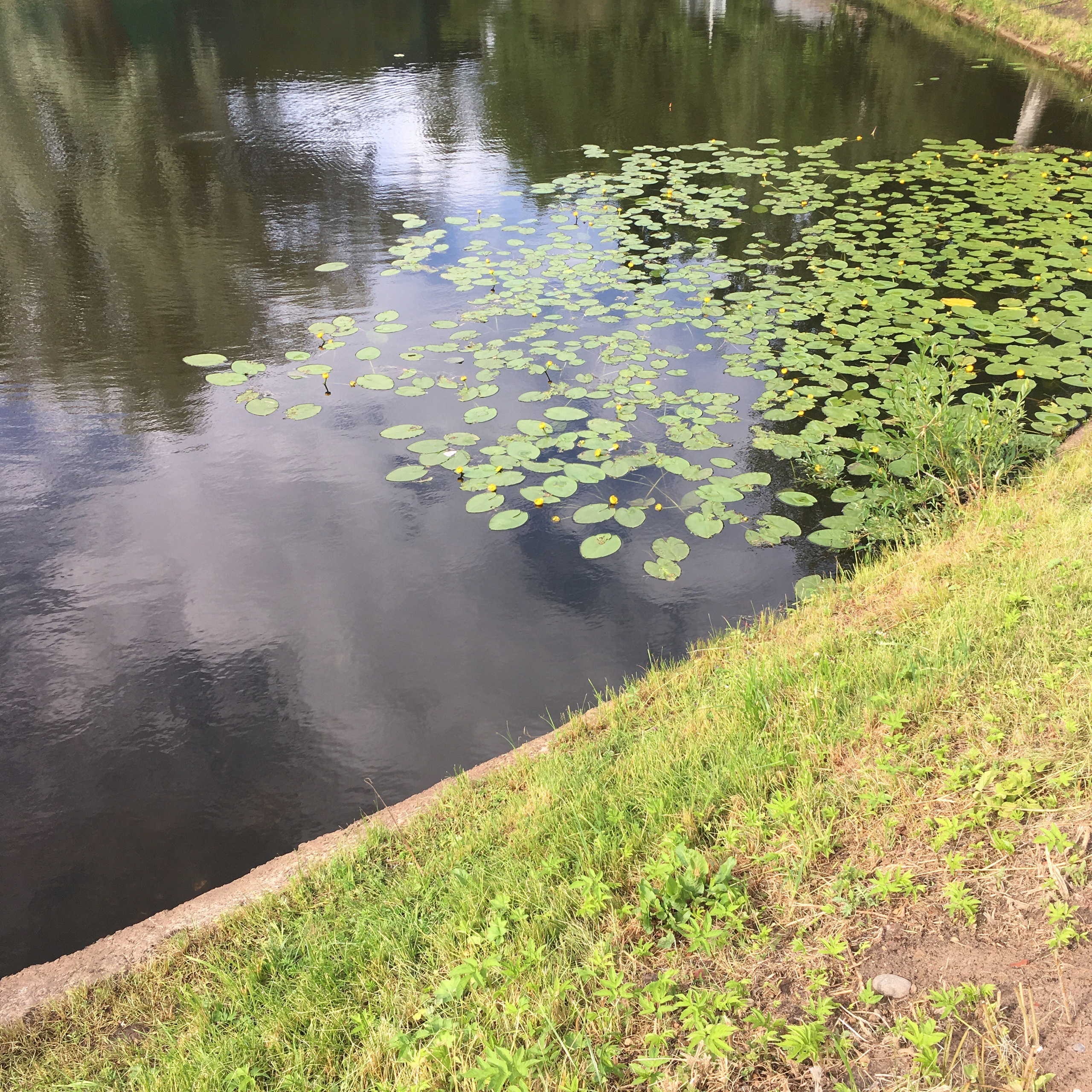 Дивоостров -19. Своя Мастерская