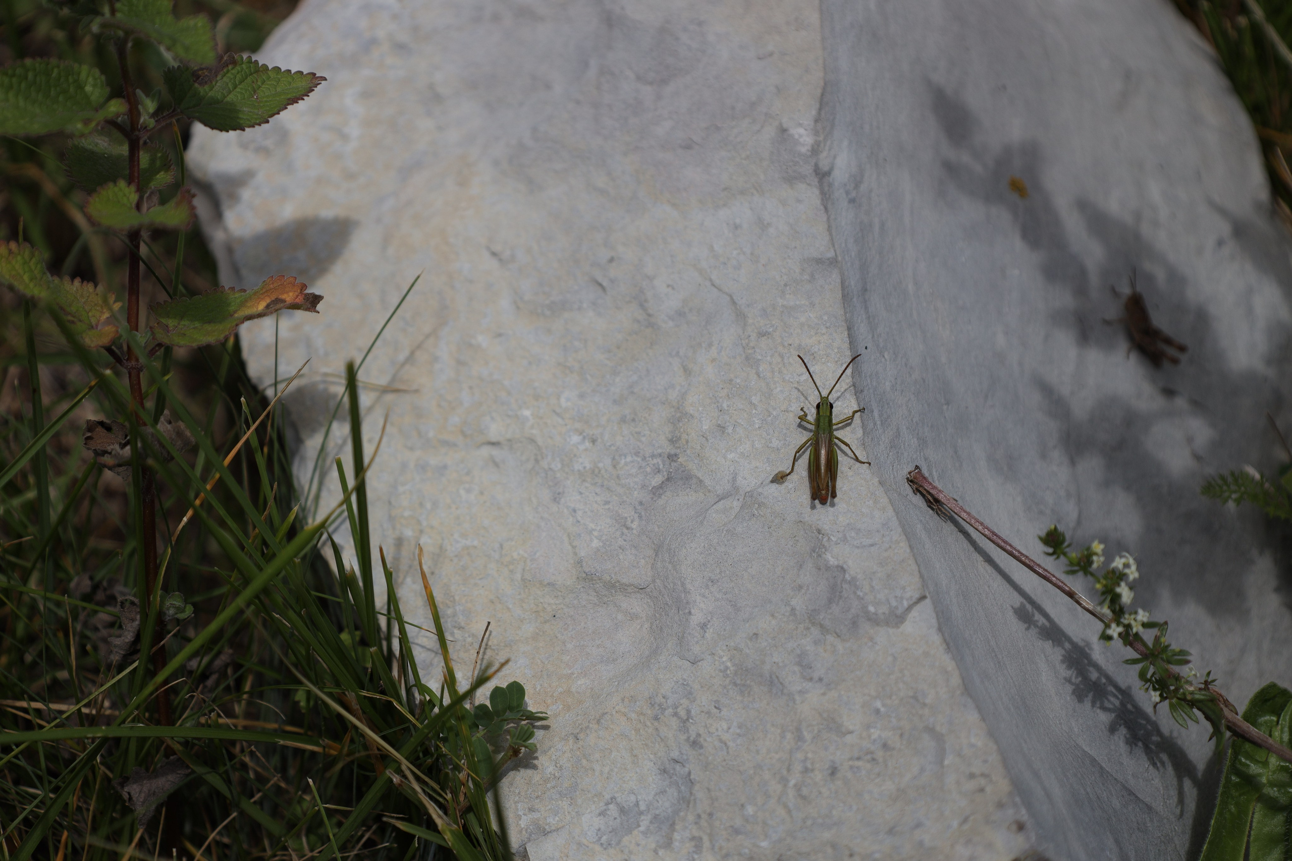 Северная Осетия июль 2025 год. Кармадон, Даргивз и Цей. Семейный детский фотограф Краснодарский край Оксана Колос