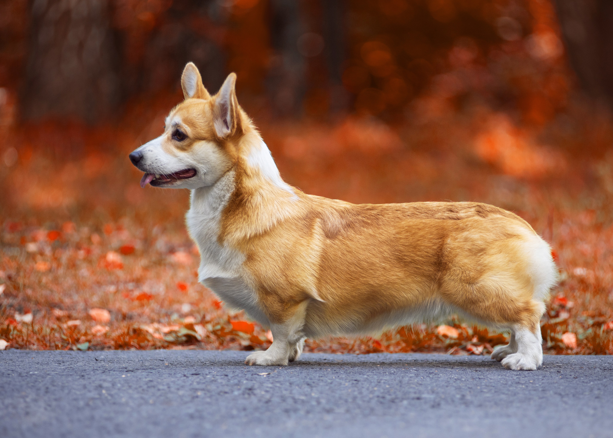 Осень с рыжими собаками. Дог-фотограф в Тюмени Александра Королева