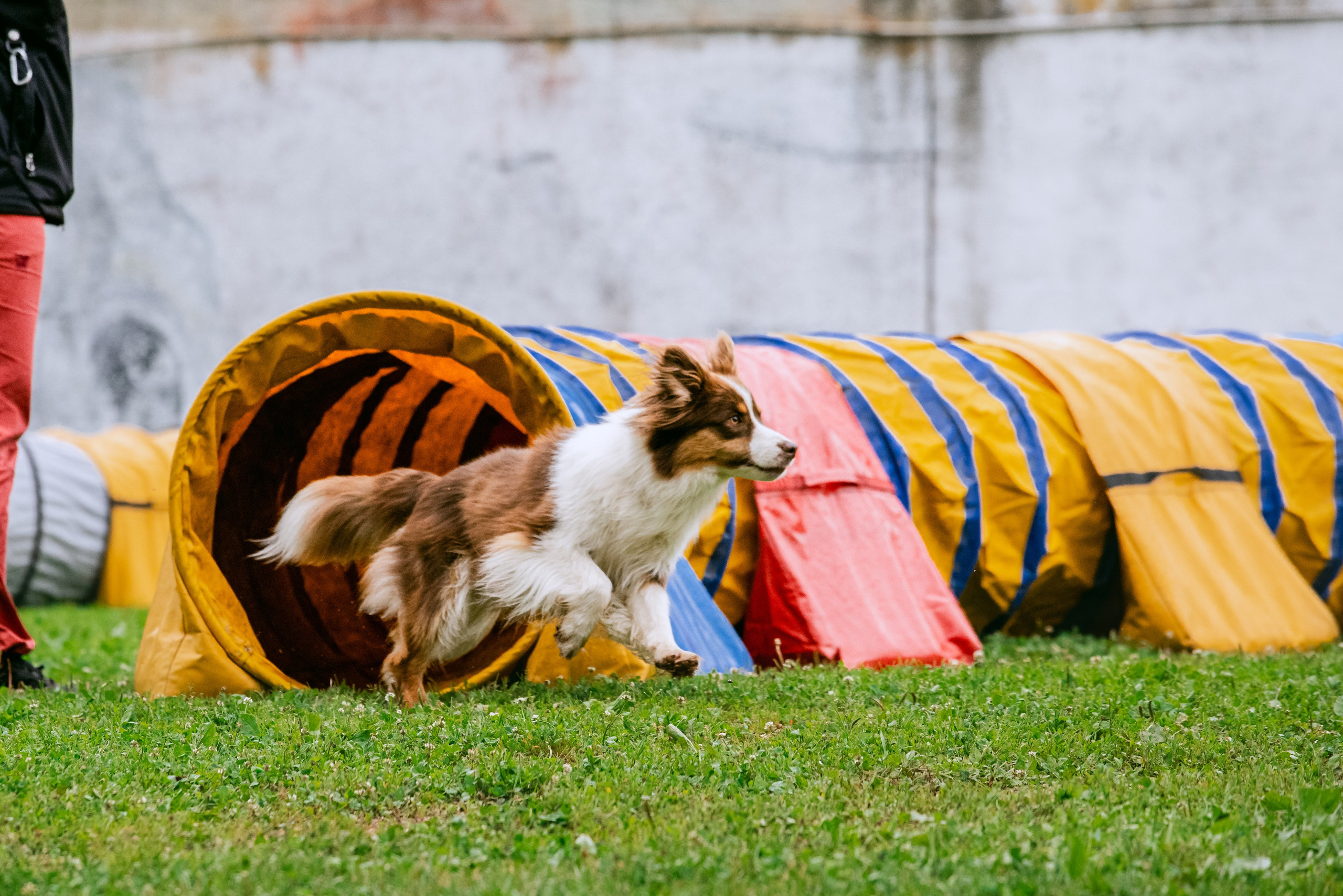 Соревнования по аджилити Долгопрудный 30.06.2025. Фотограф-анималист Татьяна Степанова