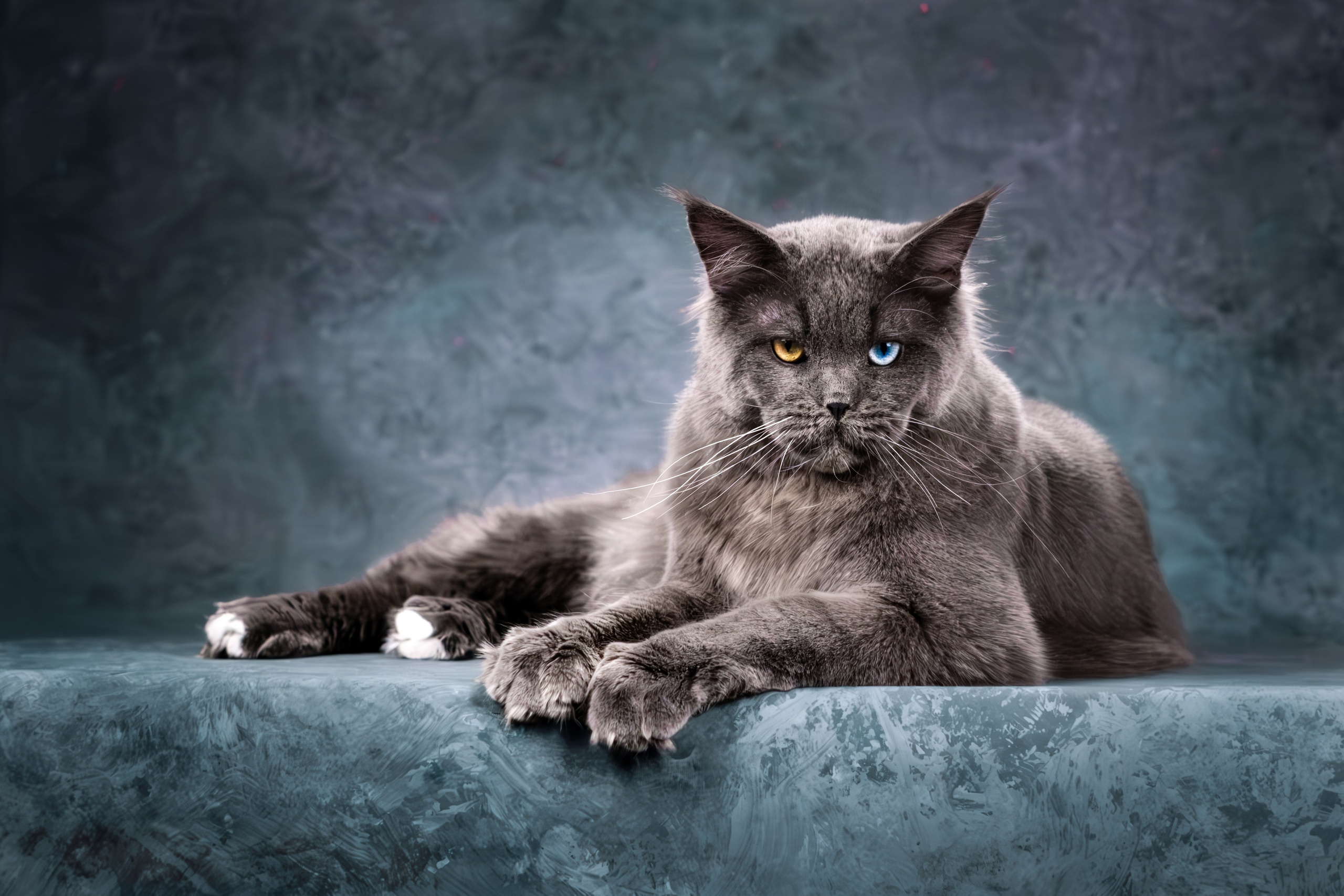 Мейн-куны для Анастасии. Зоофотограф, фотограф животных в Москве и области Дина Дамоцева