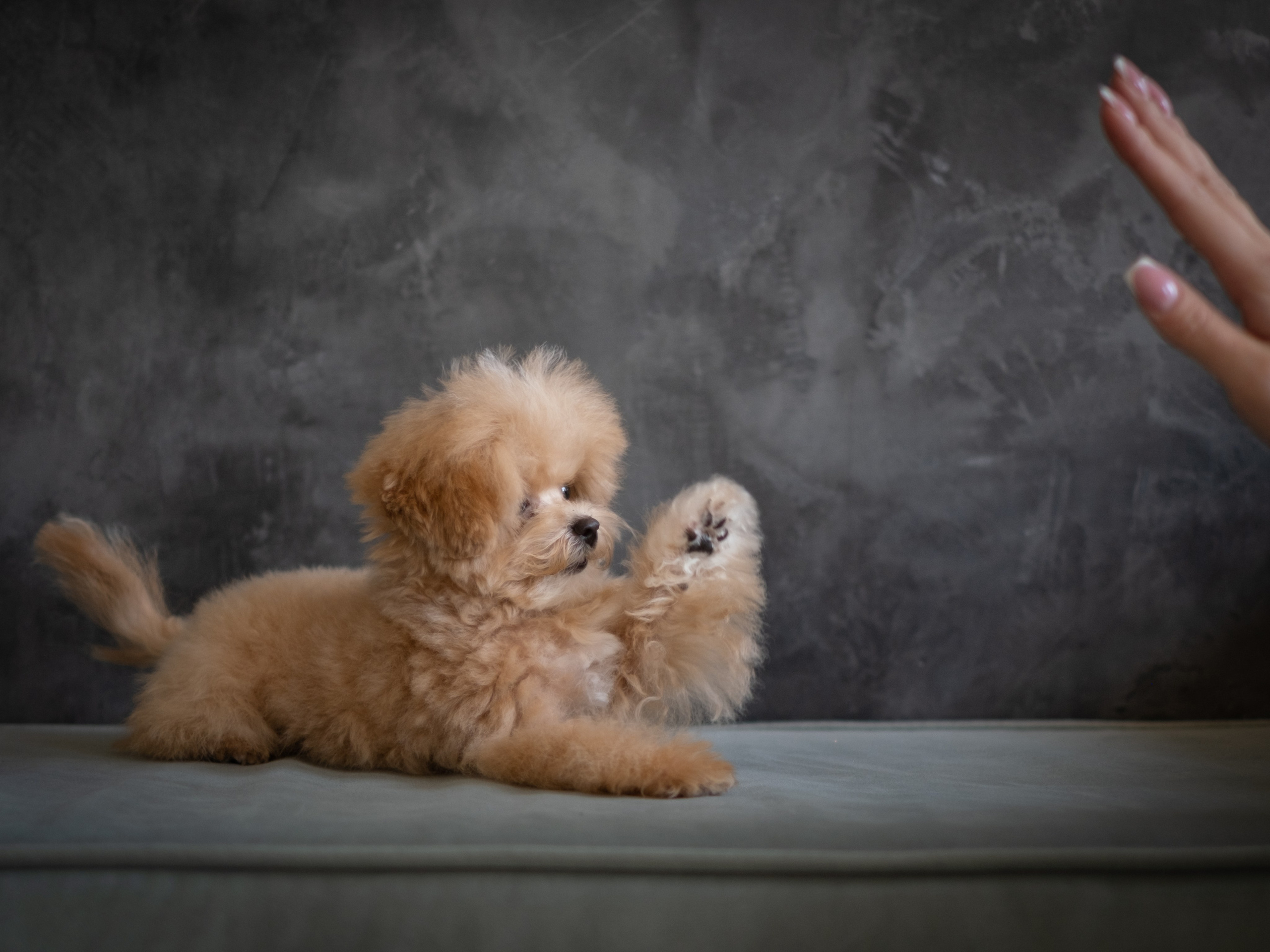 Весёлые пудель и мальтипу для Романа!. Зоофотограф, фотограф животных в Москве и области Дина Дамоцева