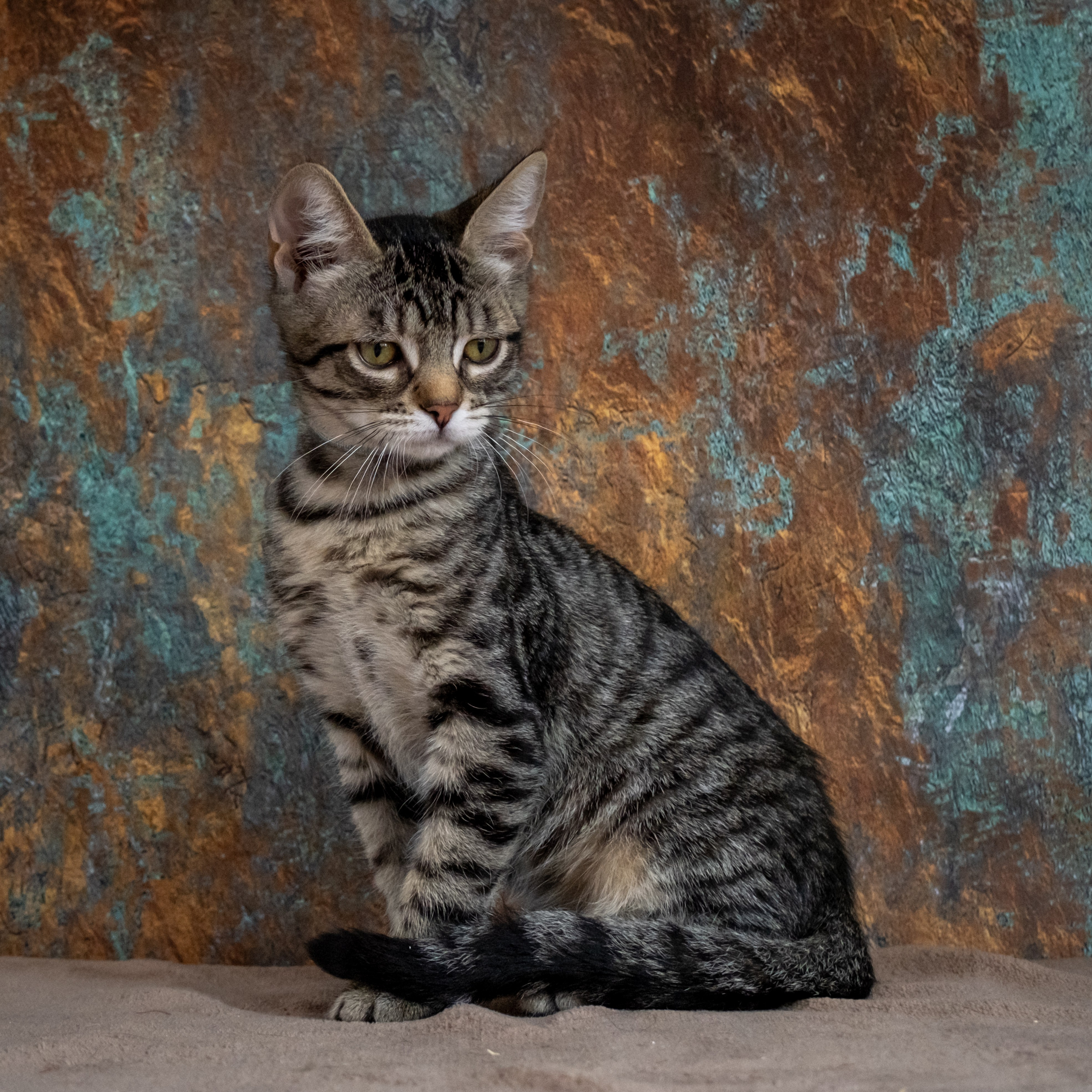 Котята для Дианы. Зоофотограф, фотограф животных в Москве и области Дина Дамоцева