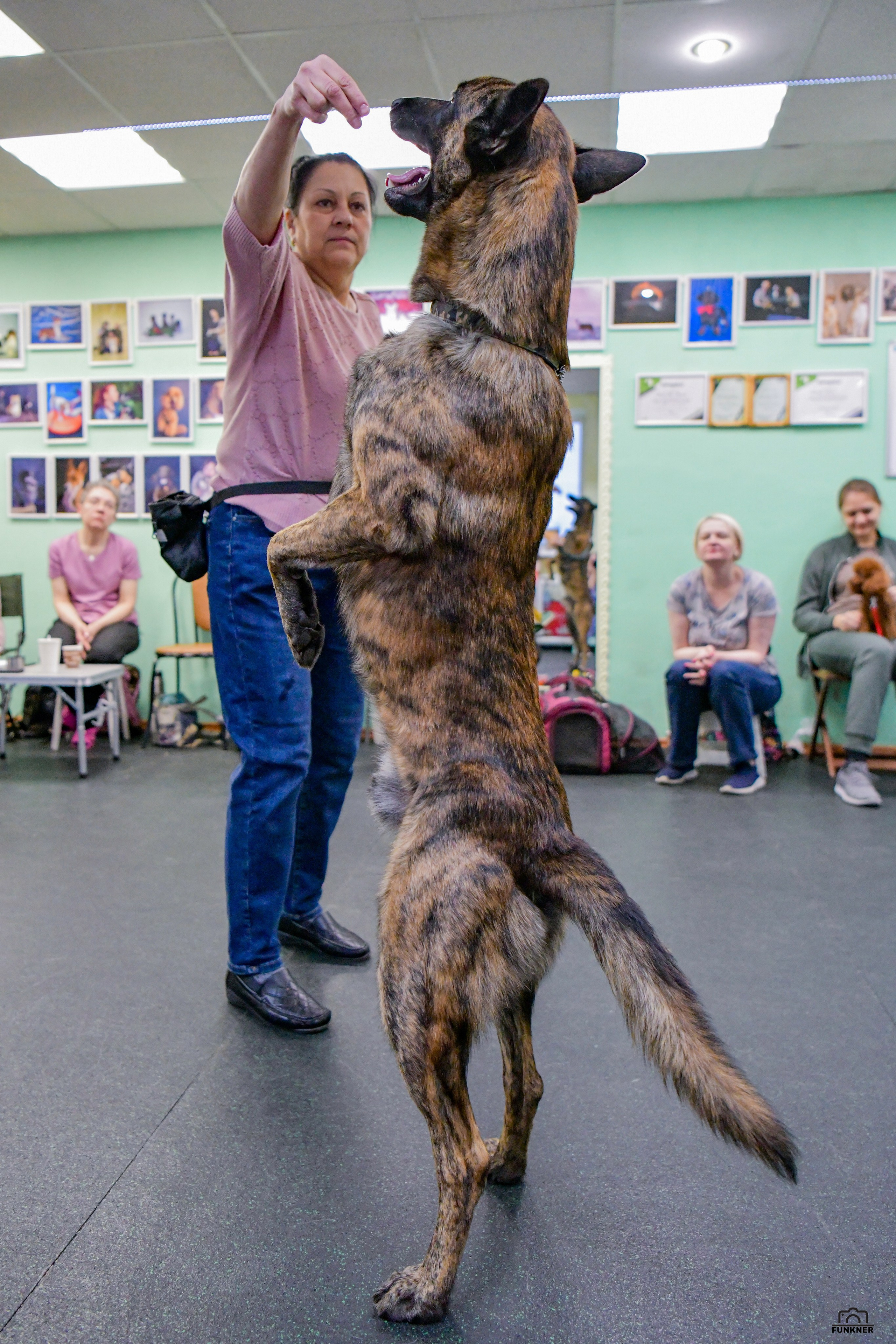 Кинологический клуб «Бодрый хвост». Свой взгляд через объектив