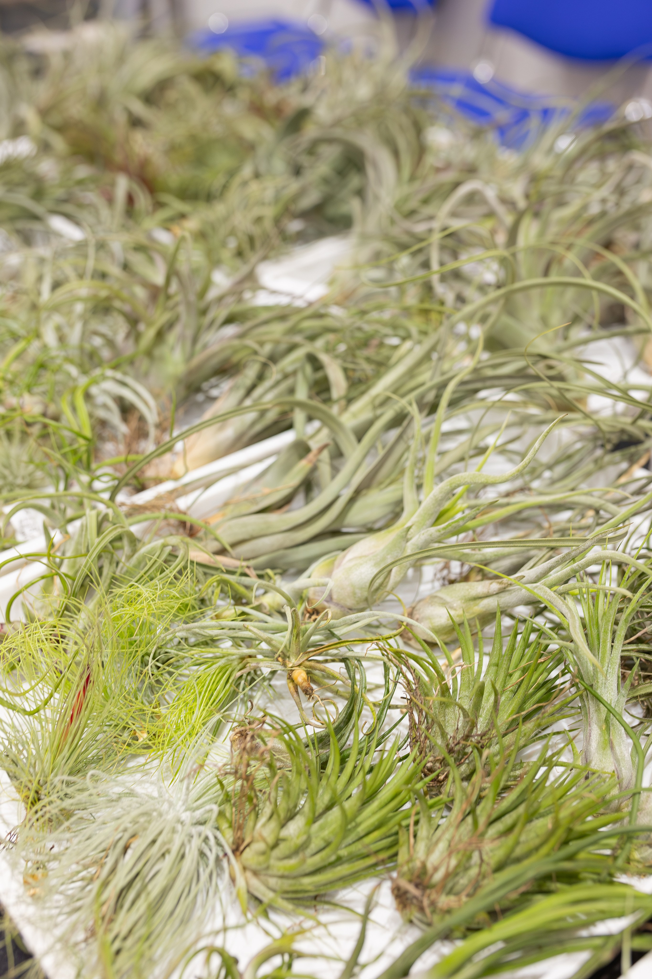 Монстериум апрель 2026. Александра Куликова фотограф, Москва