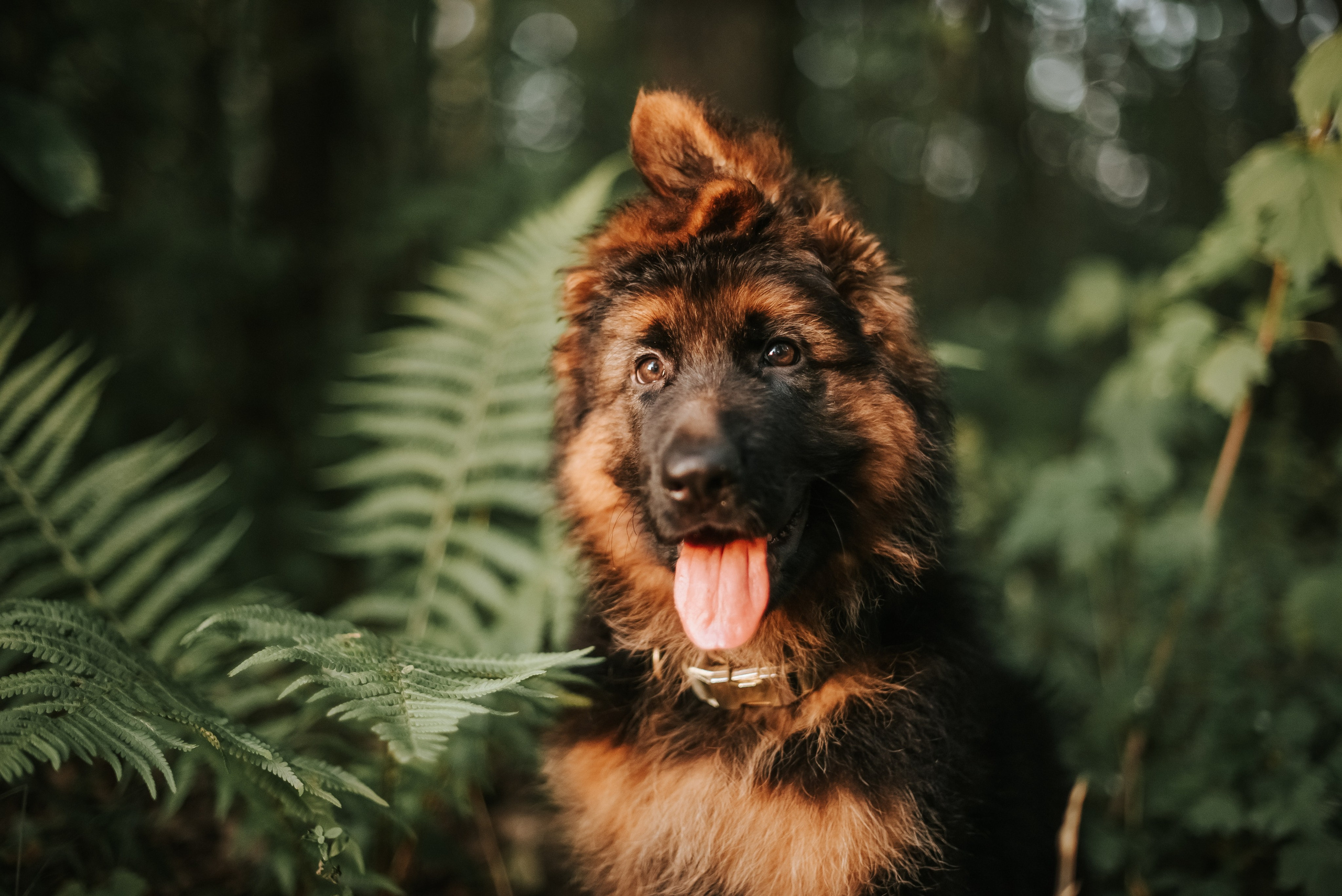 Фотограф-анималист Валерия, Москва, Мытищи