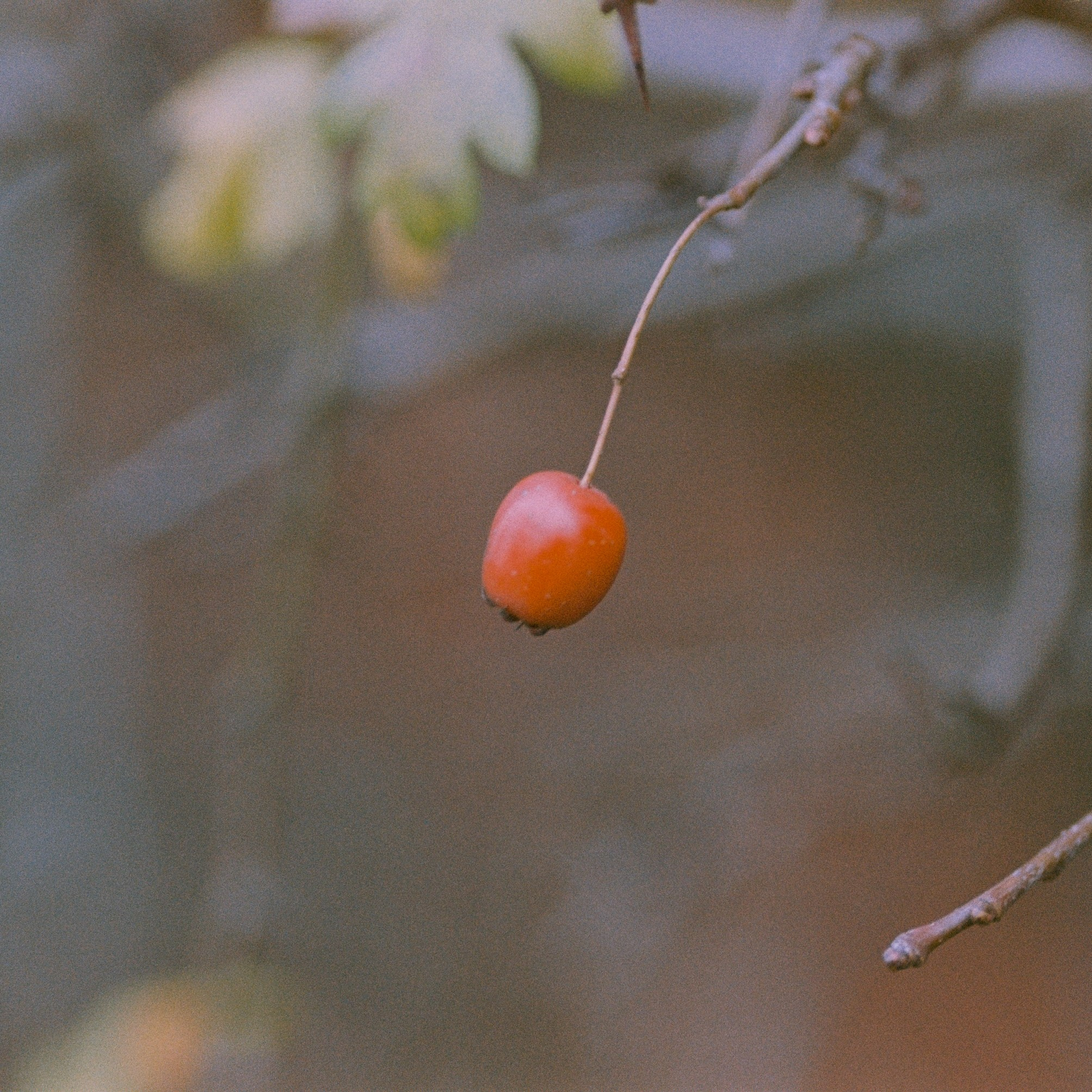 Осень на просроченную Kodak Color Plus 200 и Contax N1 с макро-объекти