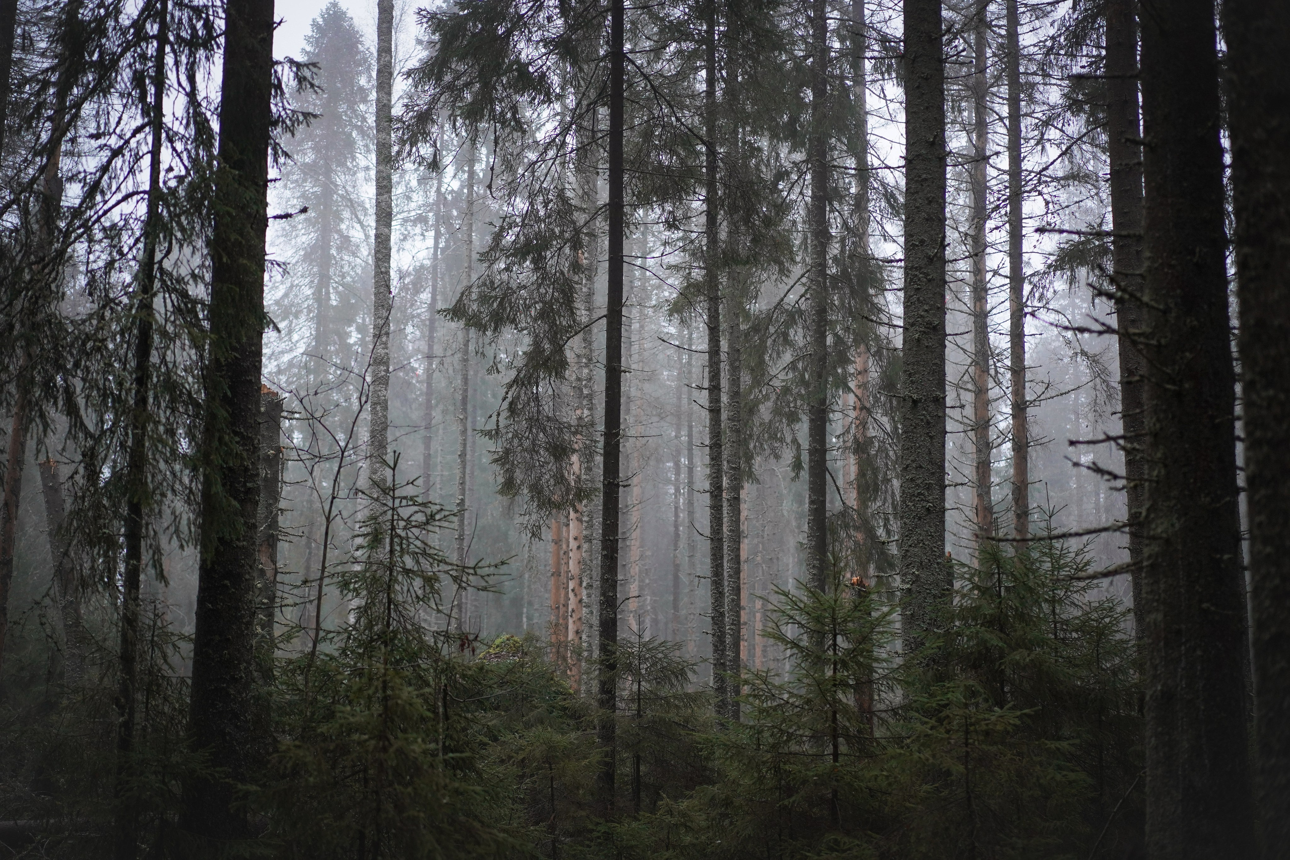 Панда Ноябрь. Фотограф-анималист в Санкт-Петербурге Яна Мартынова