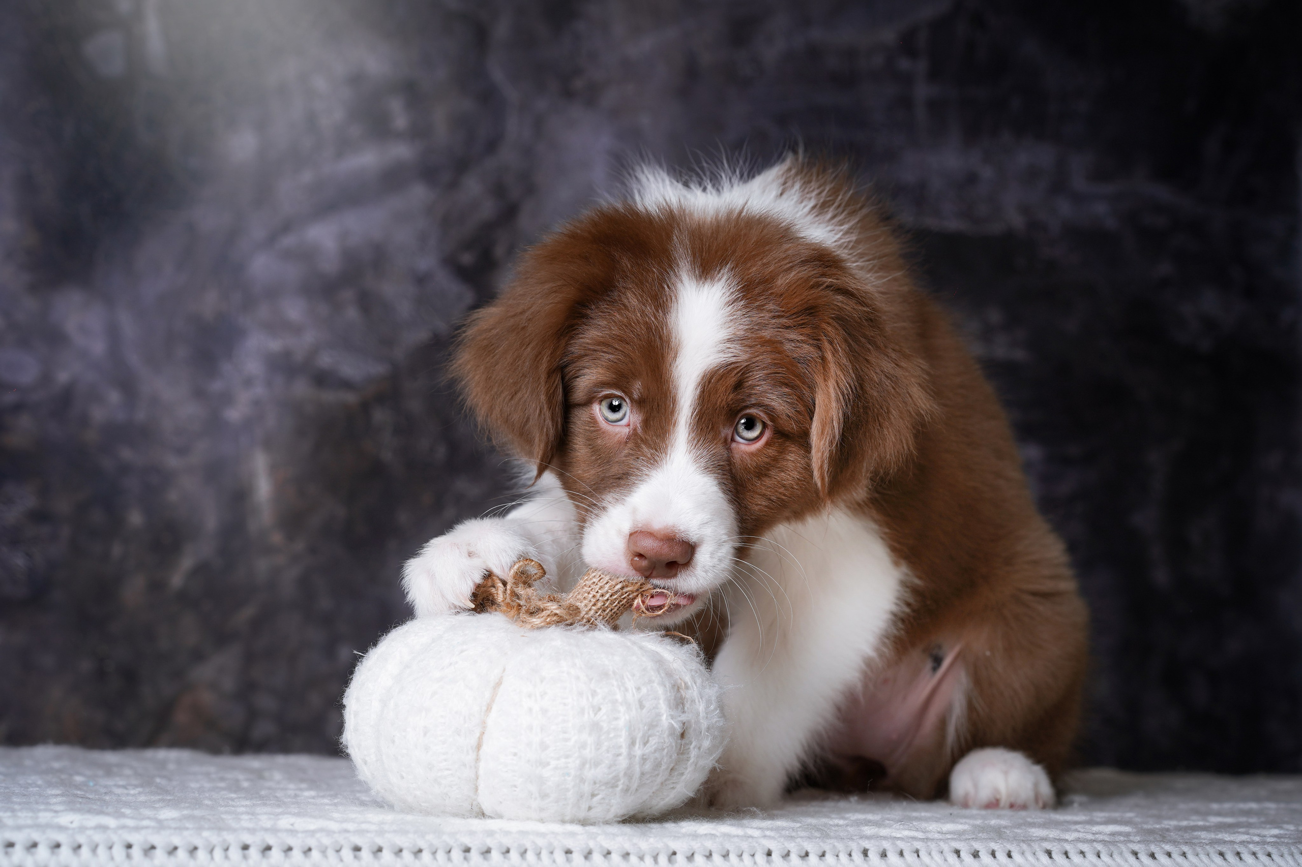 Щенки аусси. Фотограф-анималист в Санкт-Петербурге Яна Мартынова
