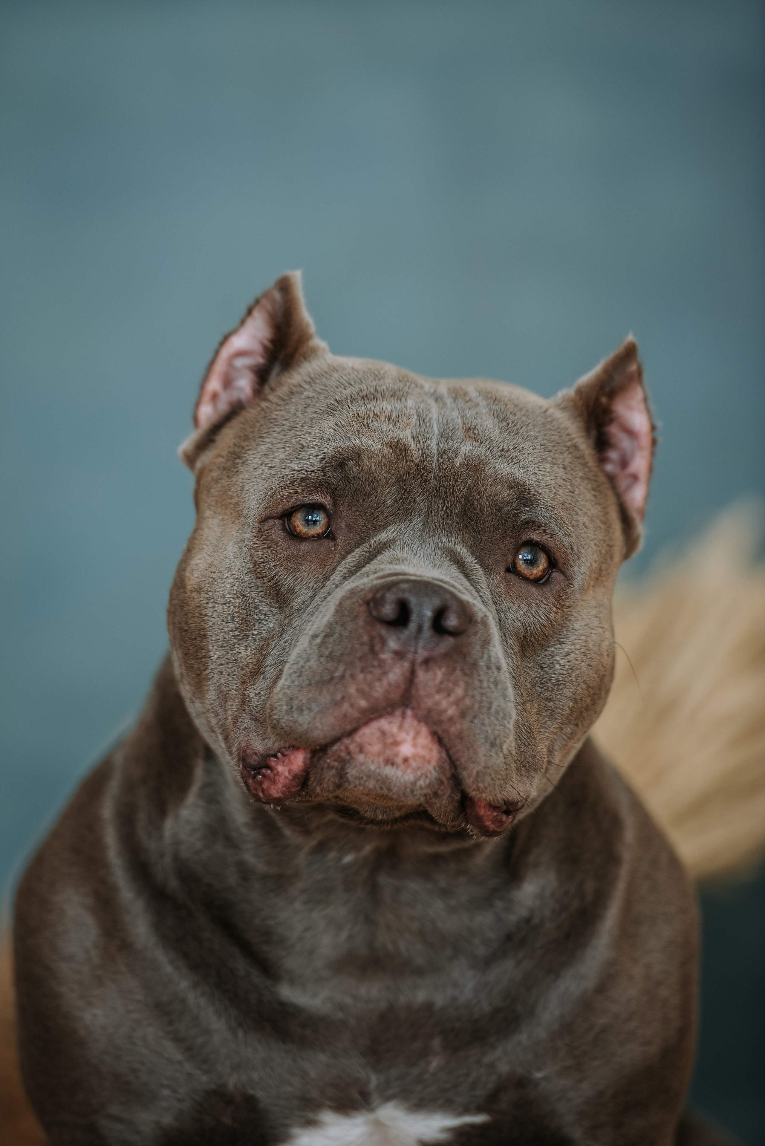 Ксюша&Слава и Луна&Тео. Фотограф Диана Оленина Красноярск / Братск