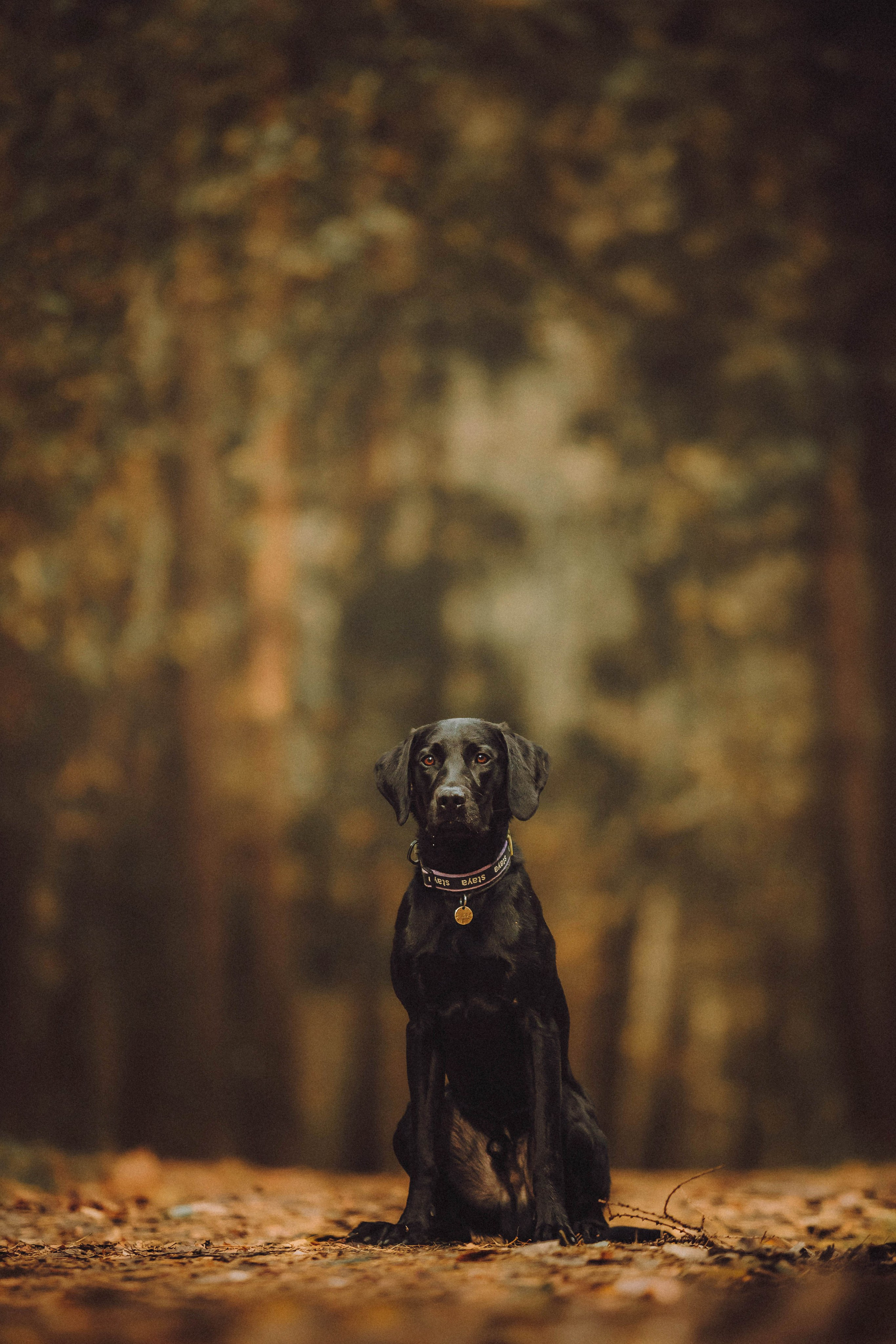 Аня, Нео и Луна